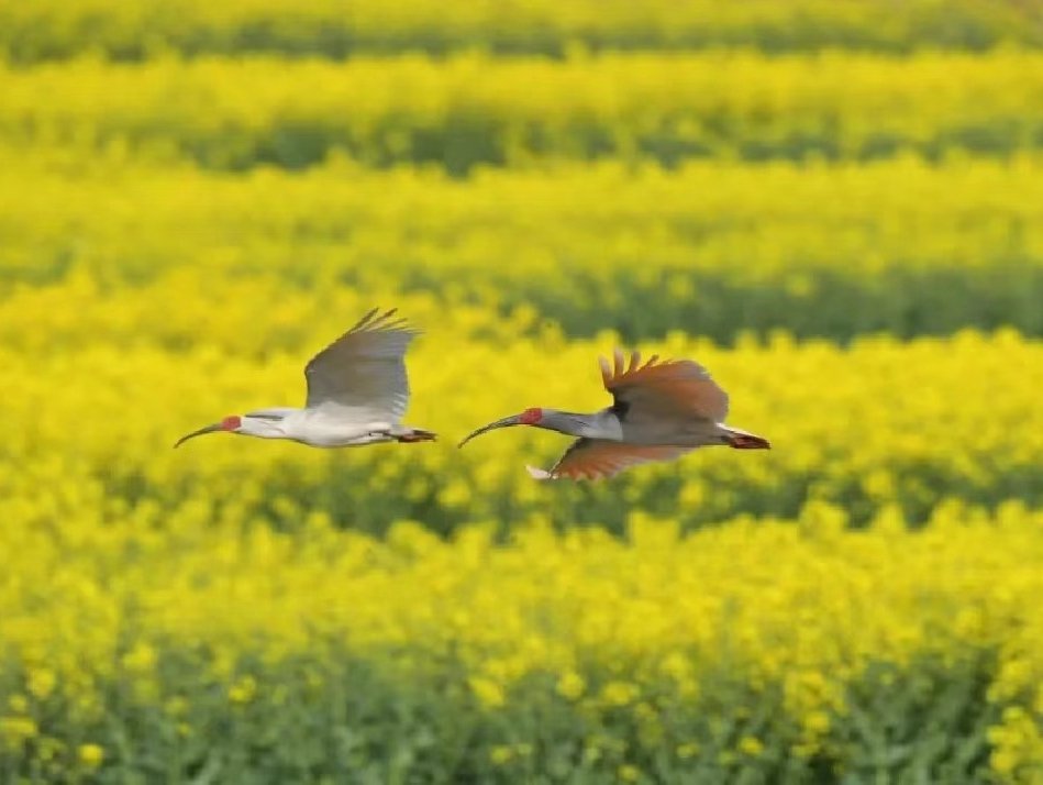 汉中油菜花天梯