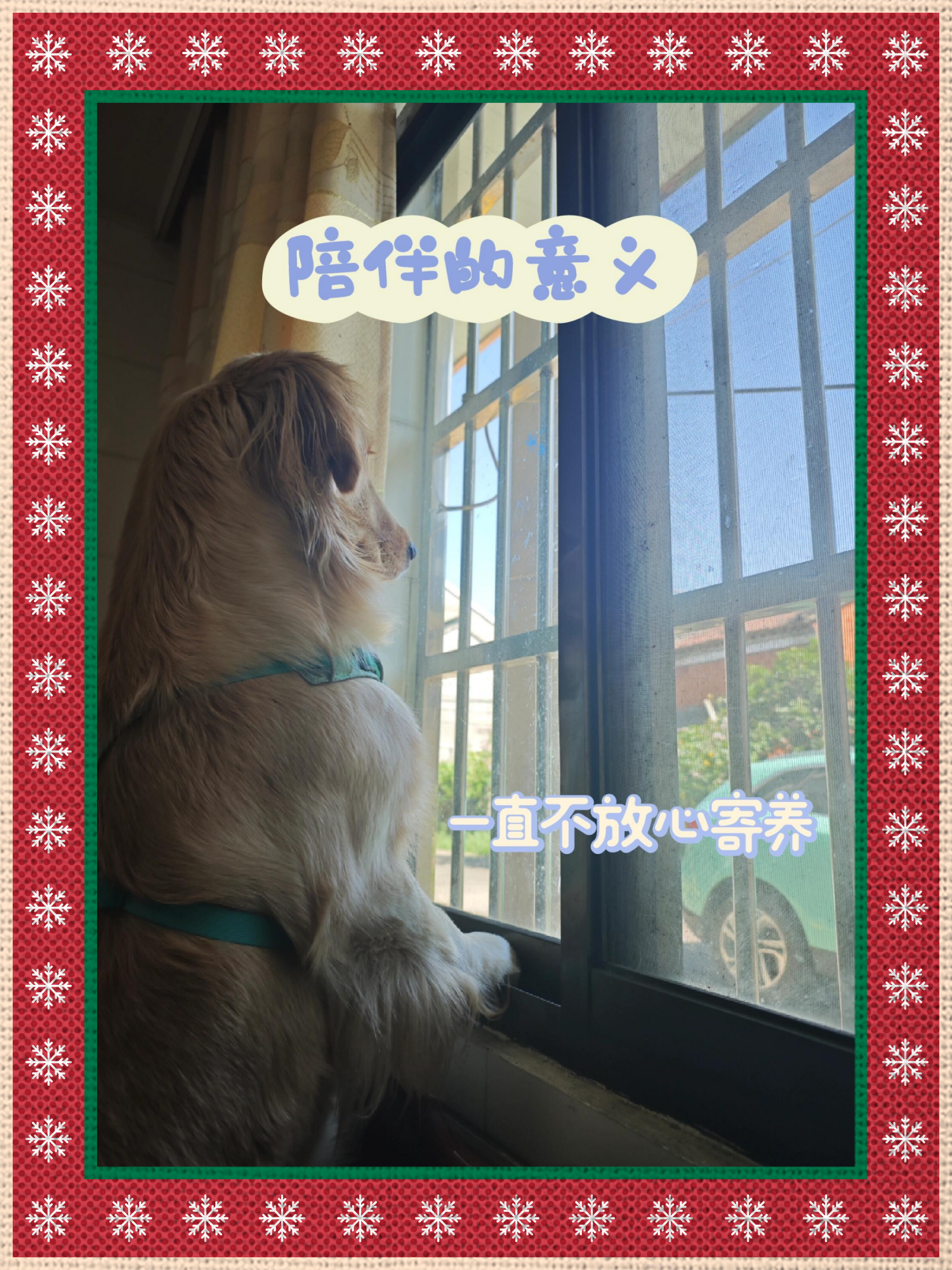 后来我们找到了一个训狗基地寄养,去和训狗师沟通了一下.