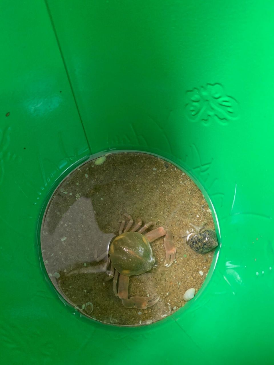 赶海捡到了一只寄居蟹,还有一只圆圆的螃蟹,看起来和其他螃蟹不太一