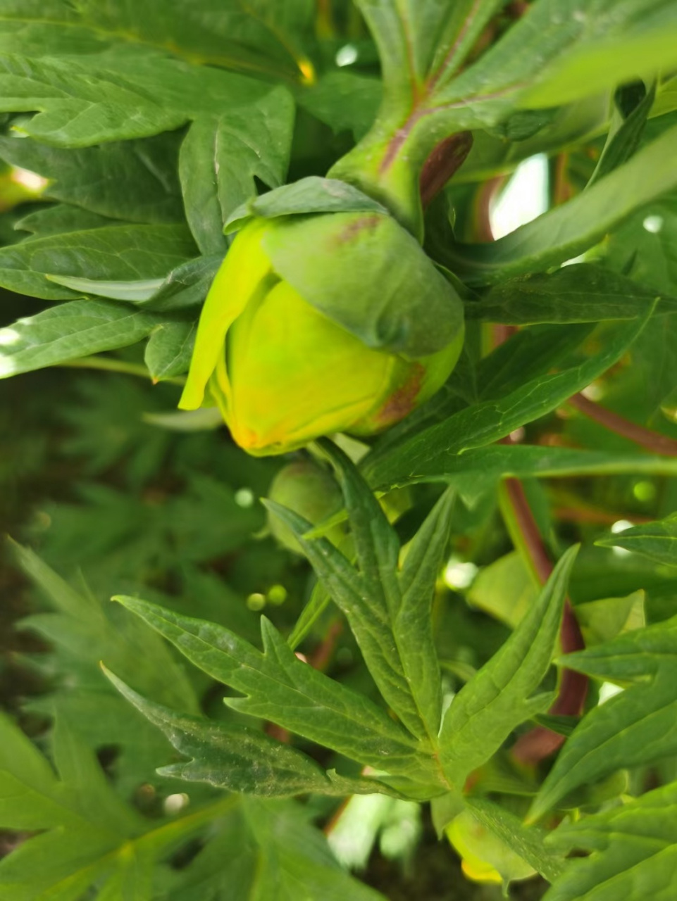 花开正艳云南的野生滇牡丹,最珍贵的绿色.
