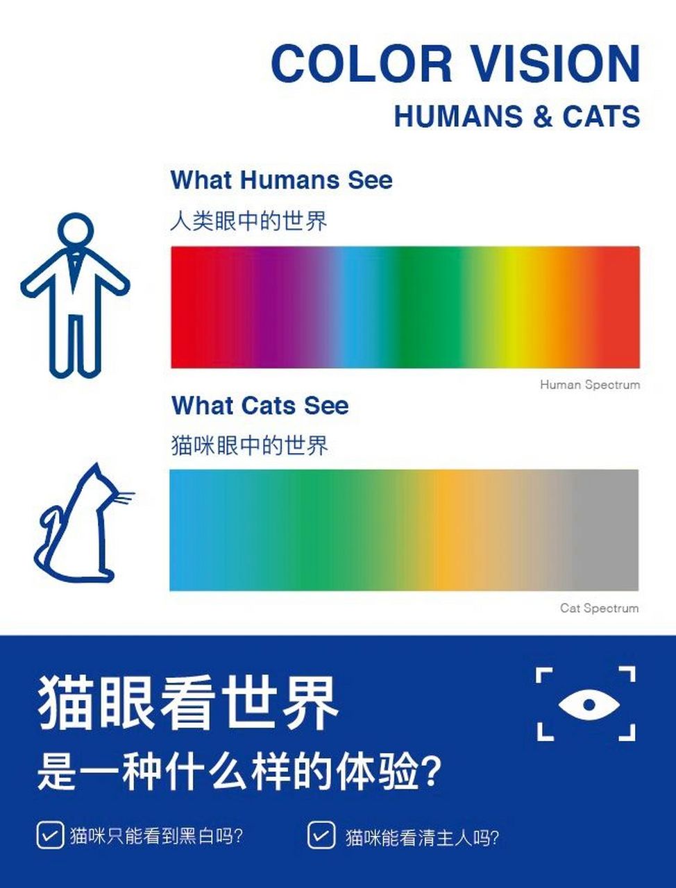 我们将眼睛中感知光,影响视力的细胞称为视细胞,视细胞分为视锥细胞