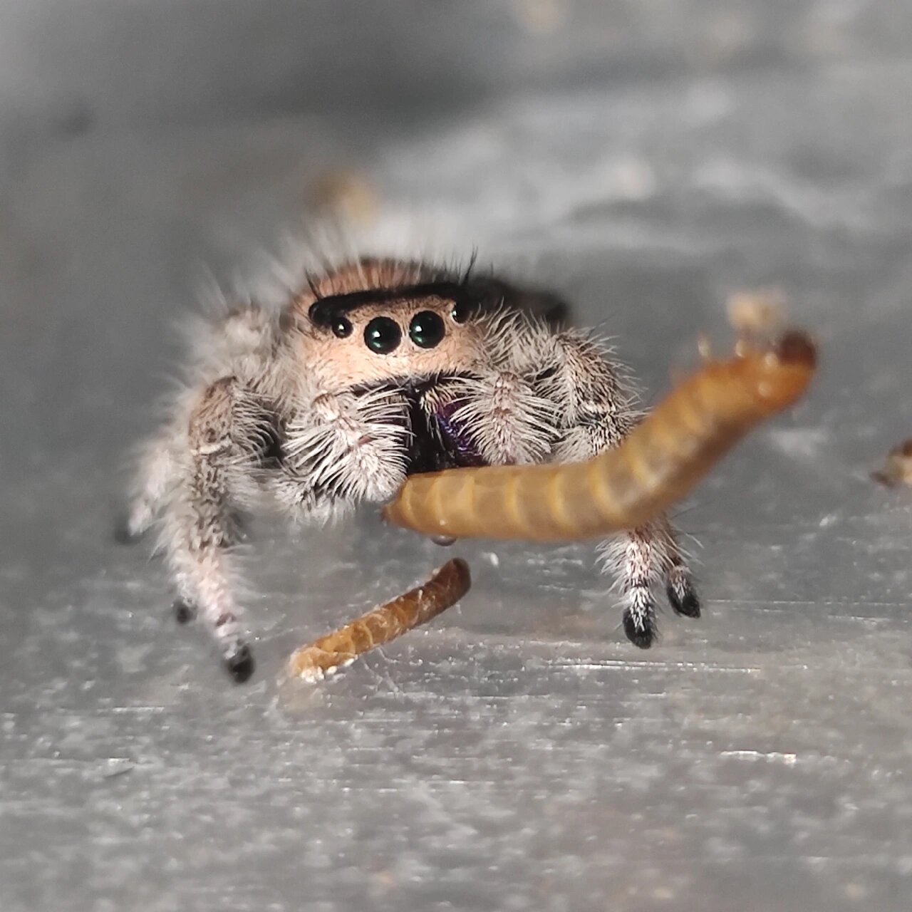 橙佛跳蛛|她会抱着虫虫吃饭哎!可爱昏了!