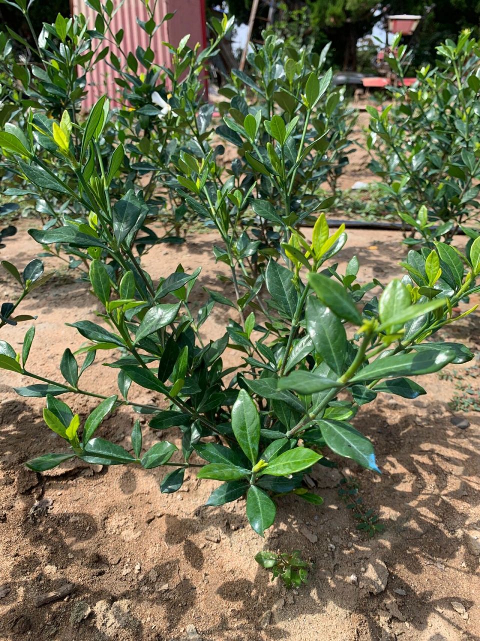 进口喜黛玉栀子花四季开花浓香花卉达摩栀子 基地浓香花卉大量进口喜