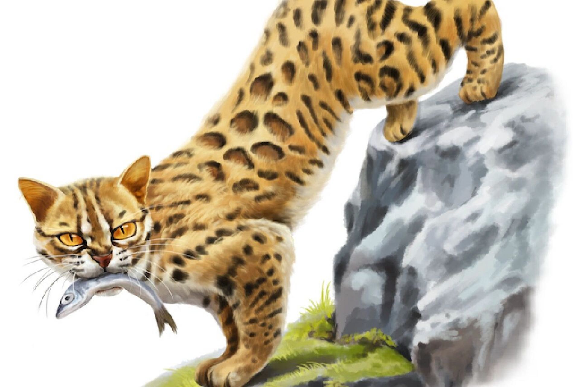 豹星的父亲是泥毛 2.因为灰脚,一星是风星的远房后裔. 3.