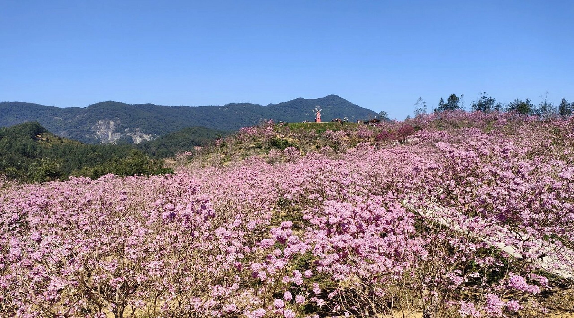 江门绿美生态园的紫风铃 今天阳光灿烂,一早从清远市开车过来,车程二