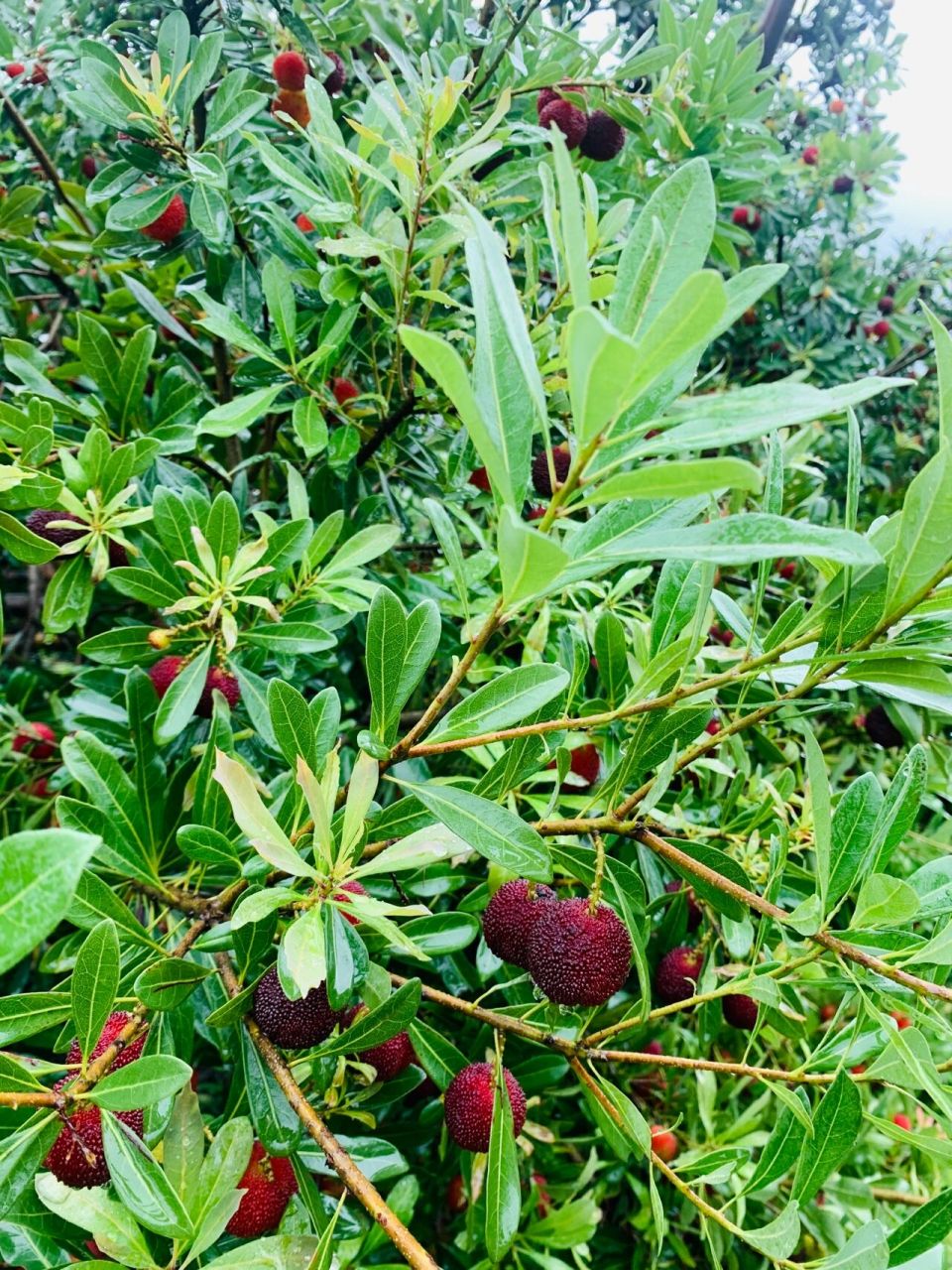 温州茶山杨梅采摘 有要采摘的朋友可以联系哦    联系77v看评论地点