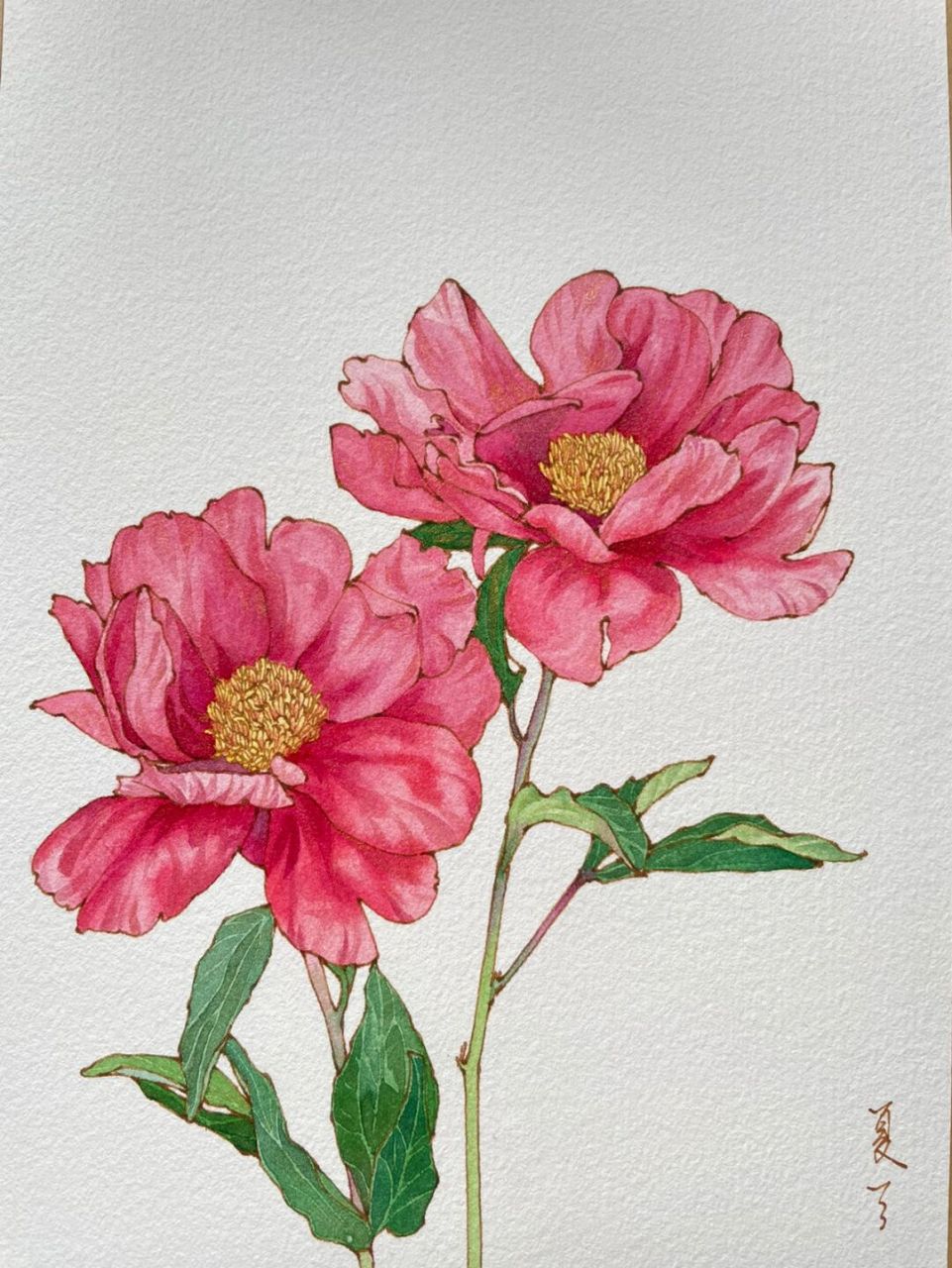 钢笔淡彩芍药～水彩花卉～内附线稿过程图～ 素材感谢 笔 英雄329 云