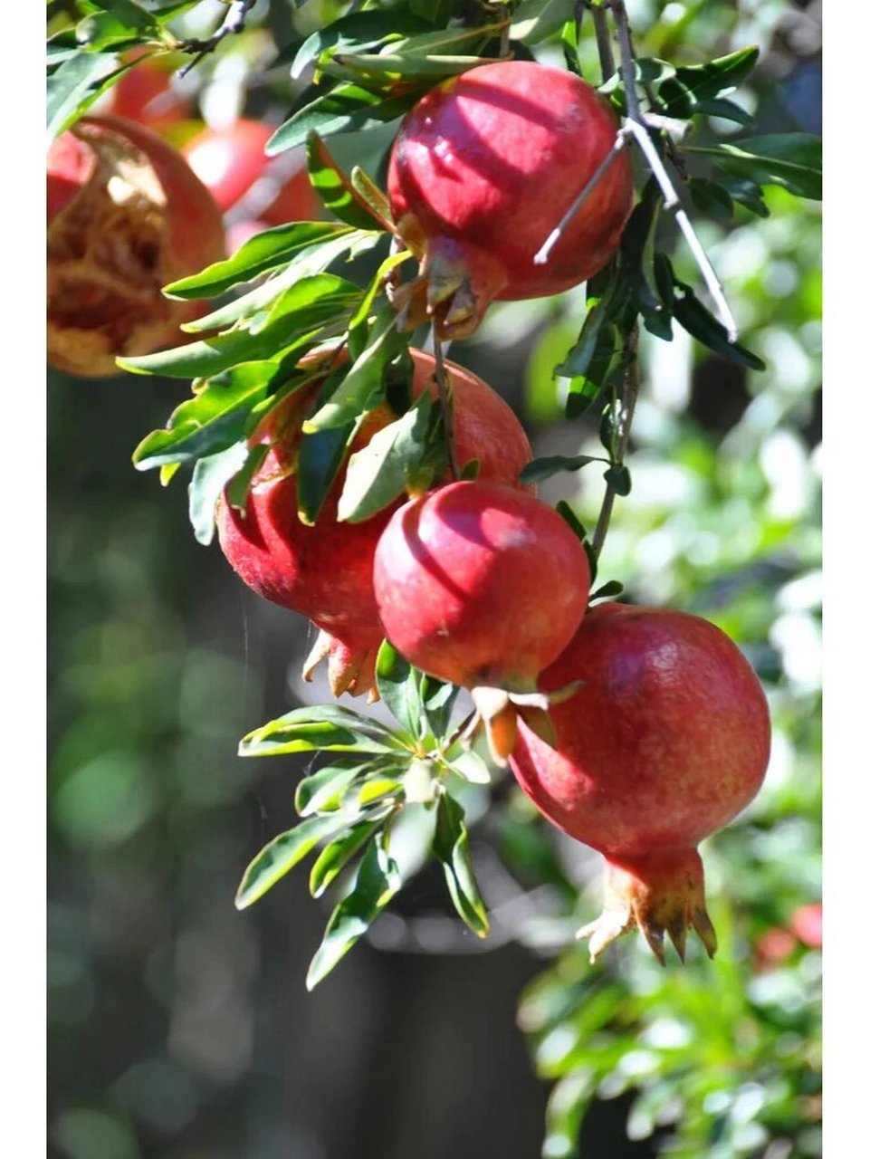 秋深石榴红 金秋,正是硕果累累的季节!