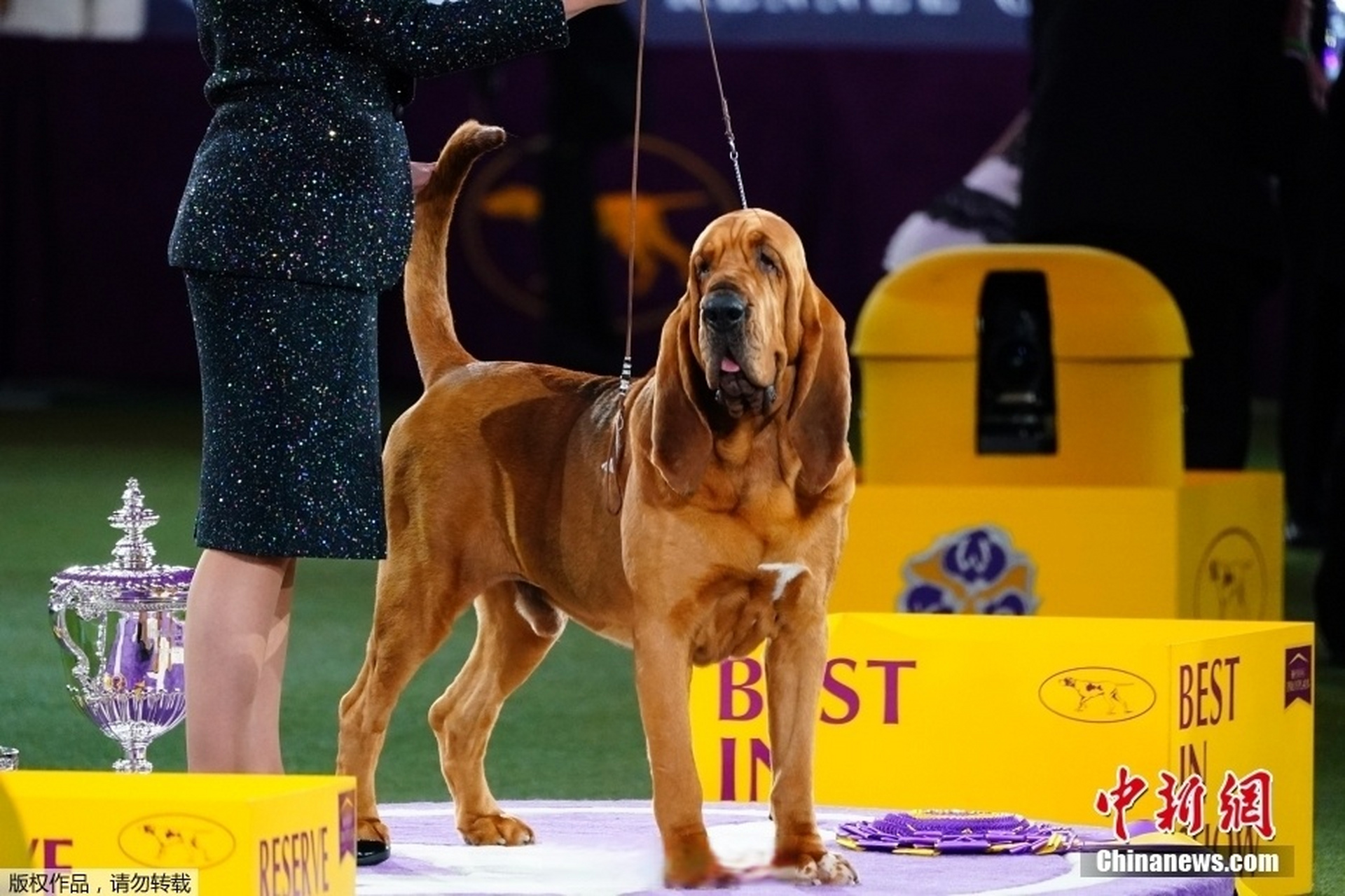 小侨看世界# 【侦探猎犬赢得威斯敏斯特犬展最佳表演奖】6月24日消息
