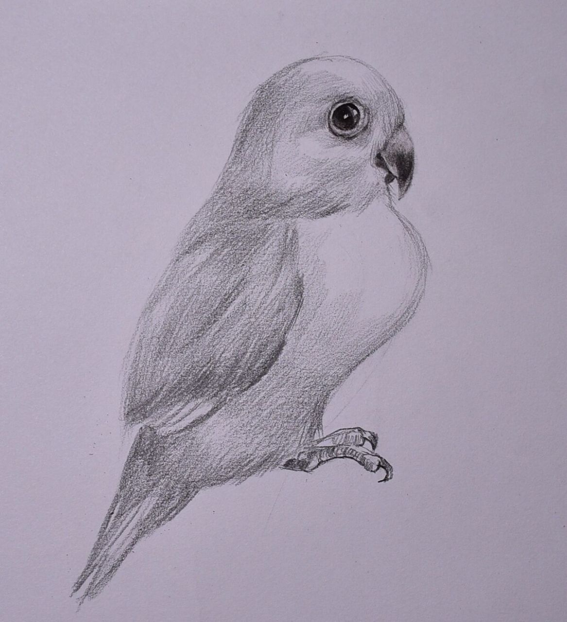 简单易学的素描动物「牡丹鹦鹉」 画鸟相对比较简单,造型容易画,画的