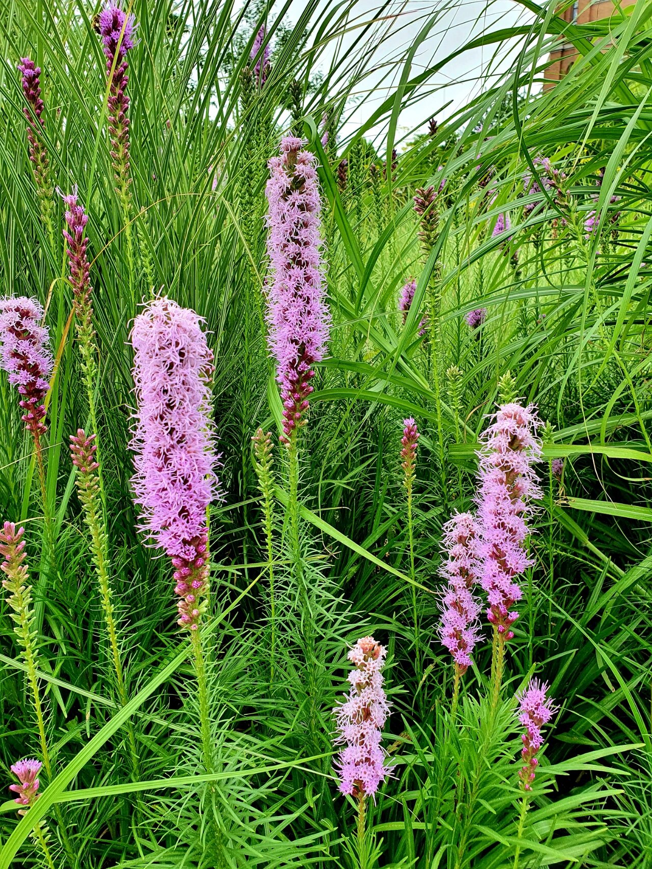蛇鞭菊 97别名麒麟菊,猫尾花 97花茎挺立,花色清丽,越开越美