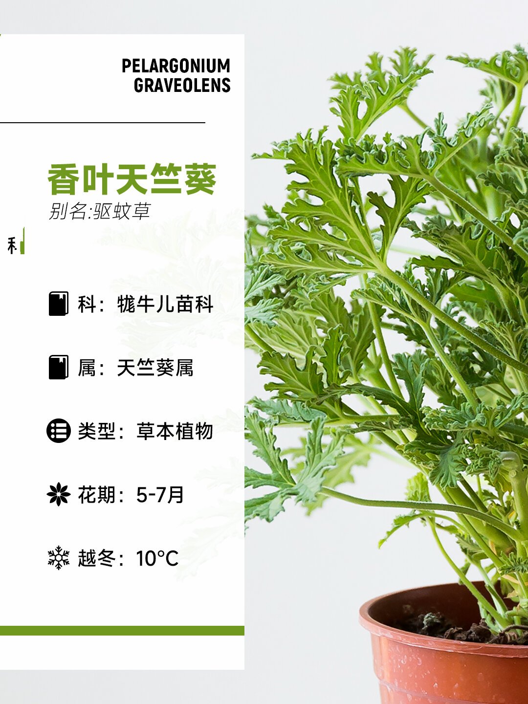 每天一种花草养护知识