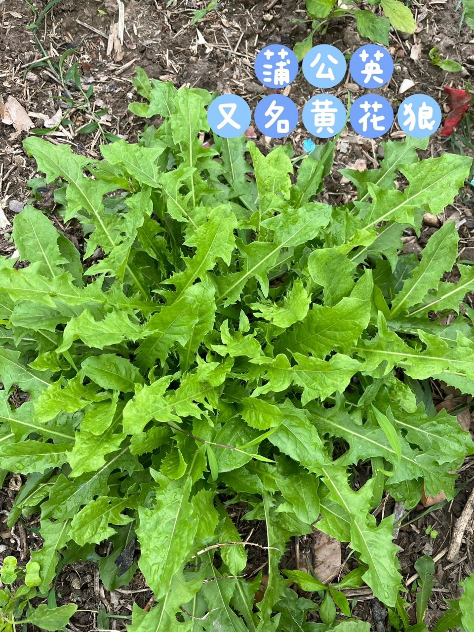 带你认识乡下野菜～蒲公英车前草凉茶 蒲公英和车前草有利尿,清热解毒