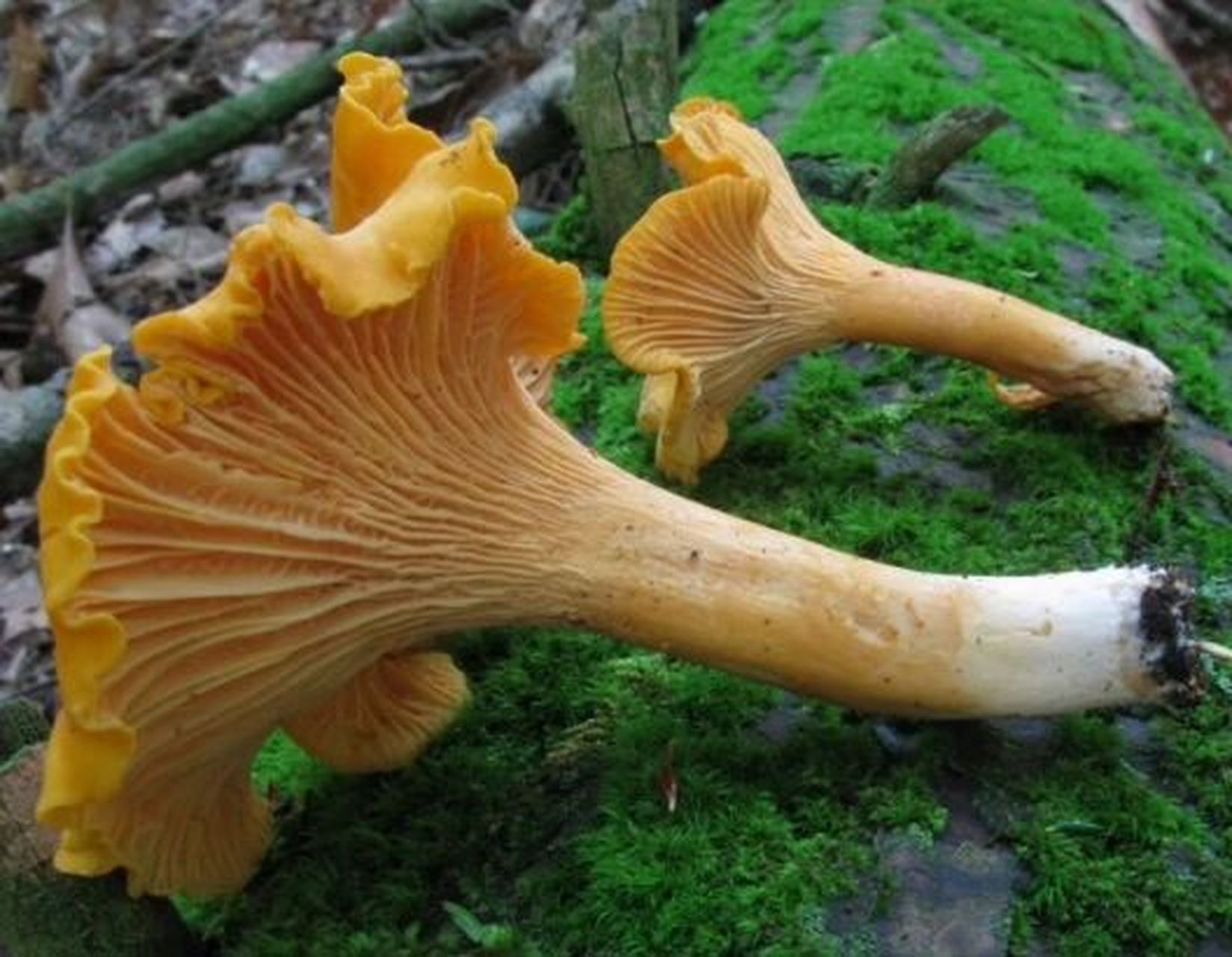 武陵山珍～科普|野生菌 鸡油菌 这种既好看又好吃的