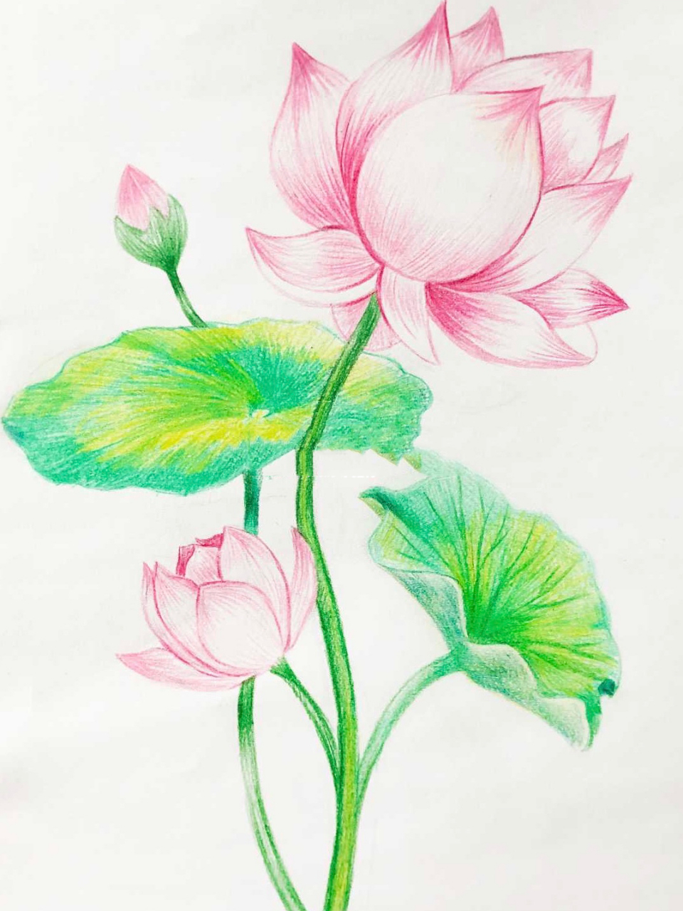 英文名称:lotus flower):属毛茛目莲科,是莲属二种植物的通称.