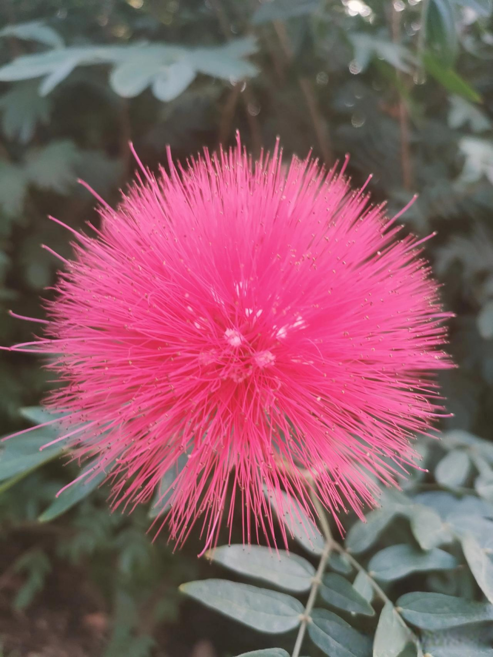 简单花花草草图片大全图片