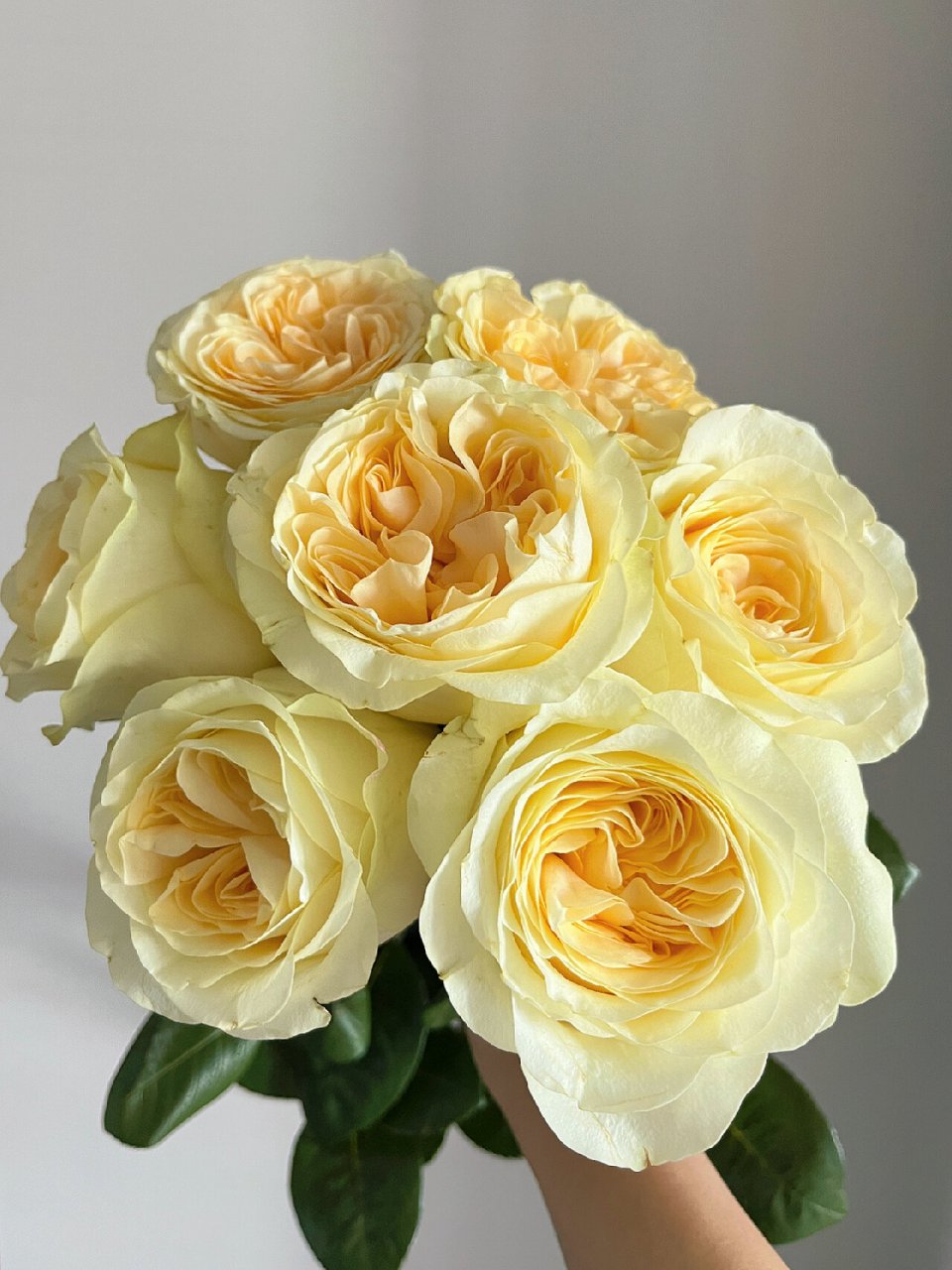 每日识花·奶油杯玫瑰 98奶油杯玫瑰 98花语:温暖,思念,温润如玉