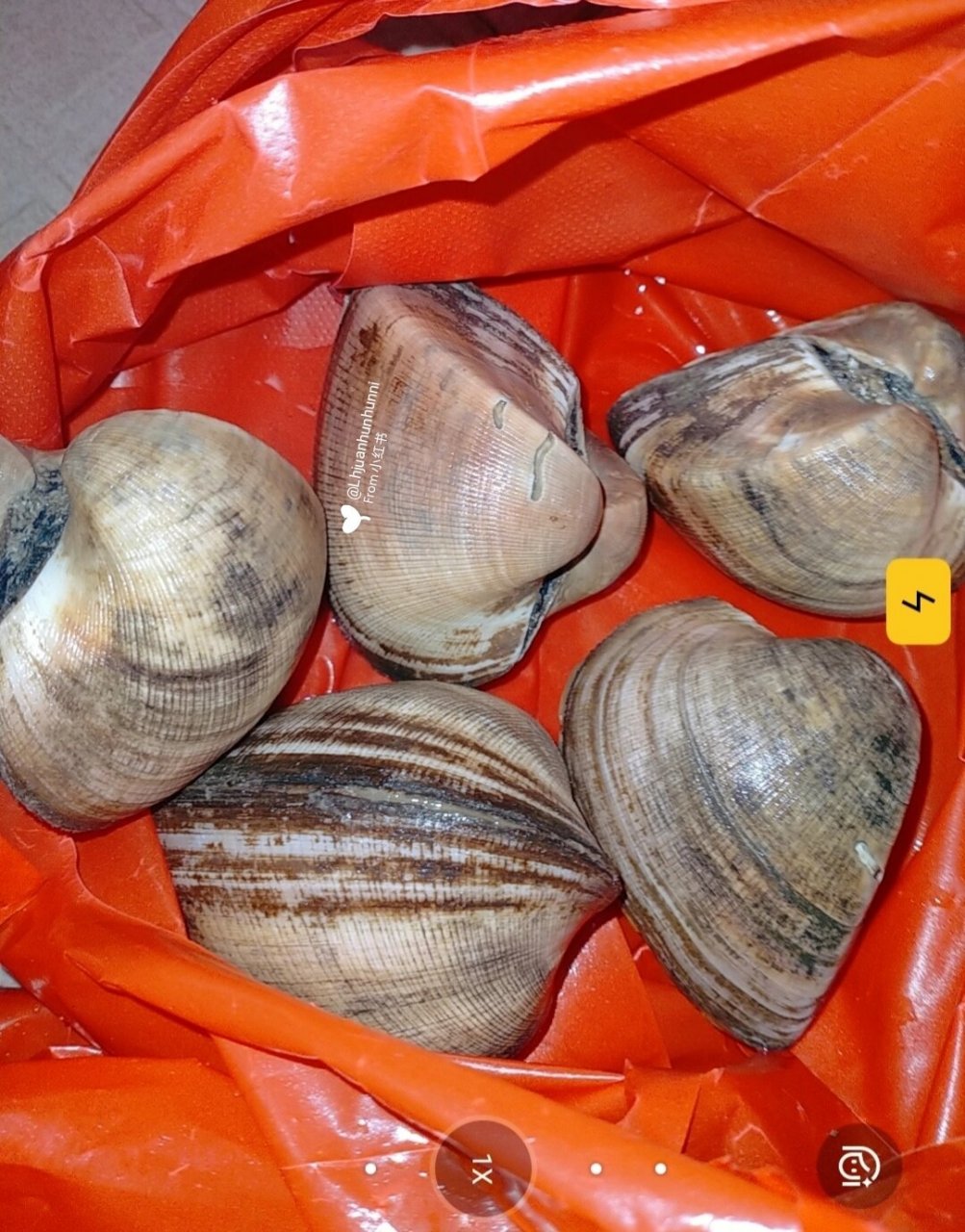 马蹄贝怎么吃 我搜了一圈也没找到然后就清蒸了!