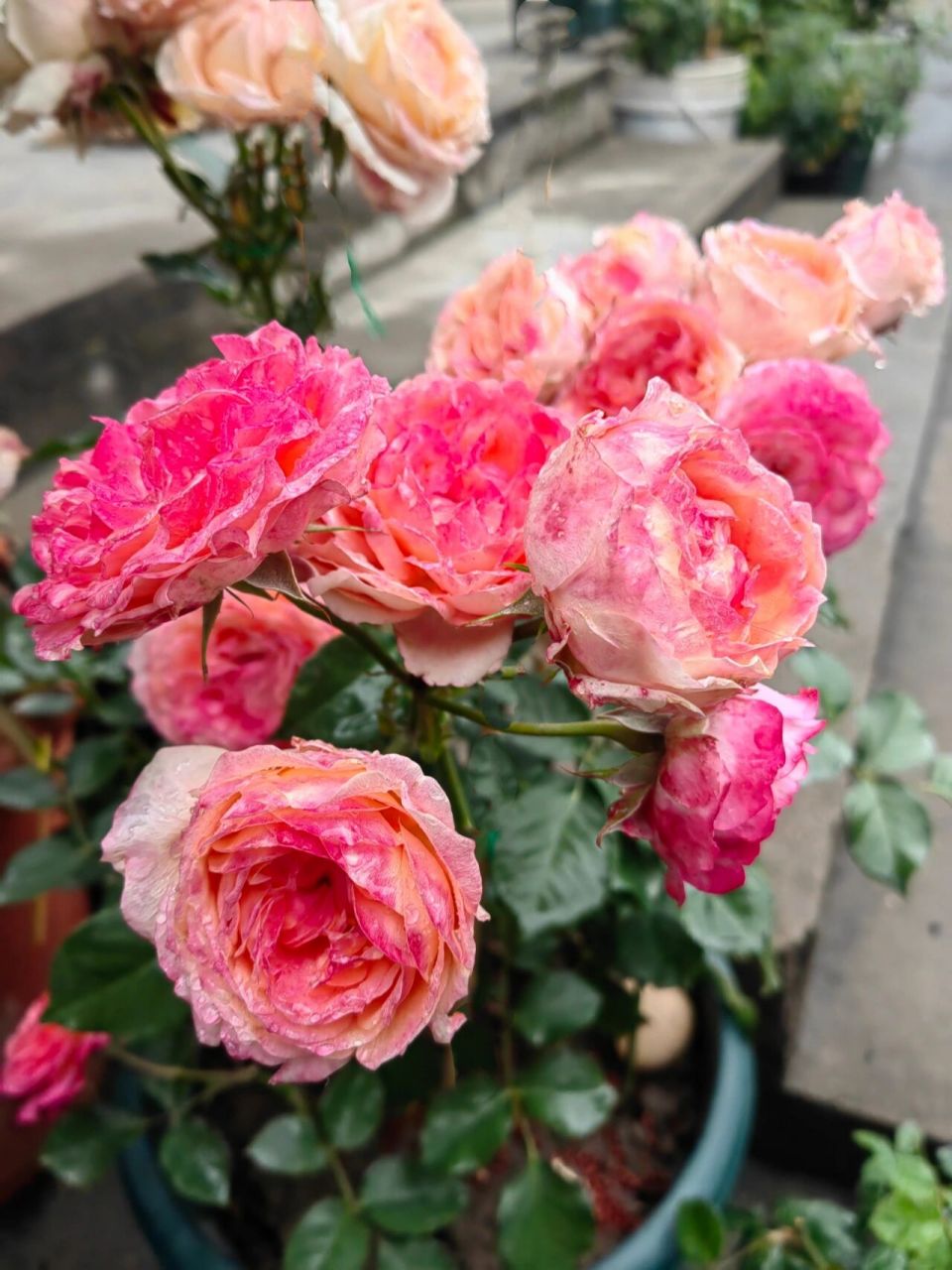 大花美人(彩虹阳台) 这款月季绝对推荐!抗病好,耐晒耐雨淋!