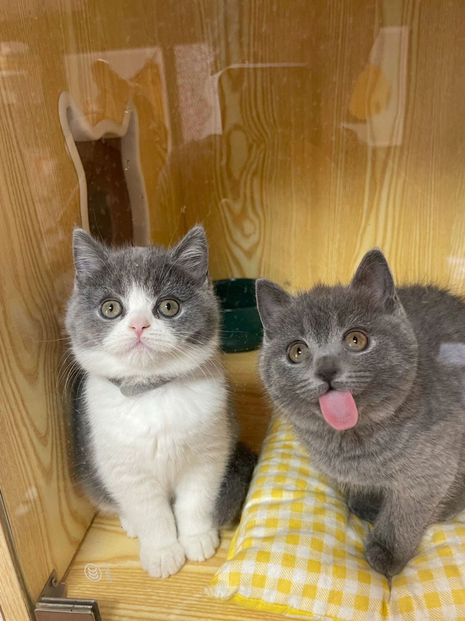 英短蓝白找新家