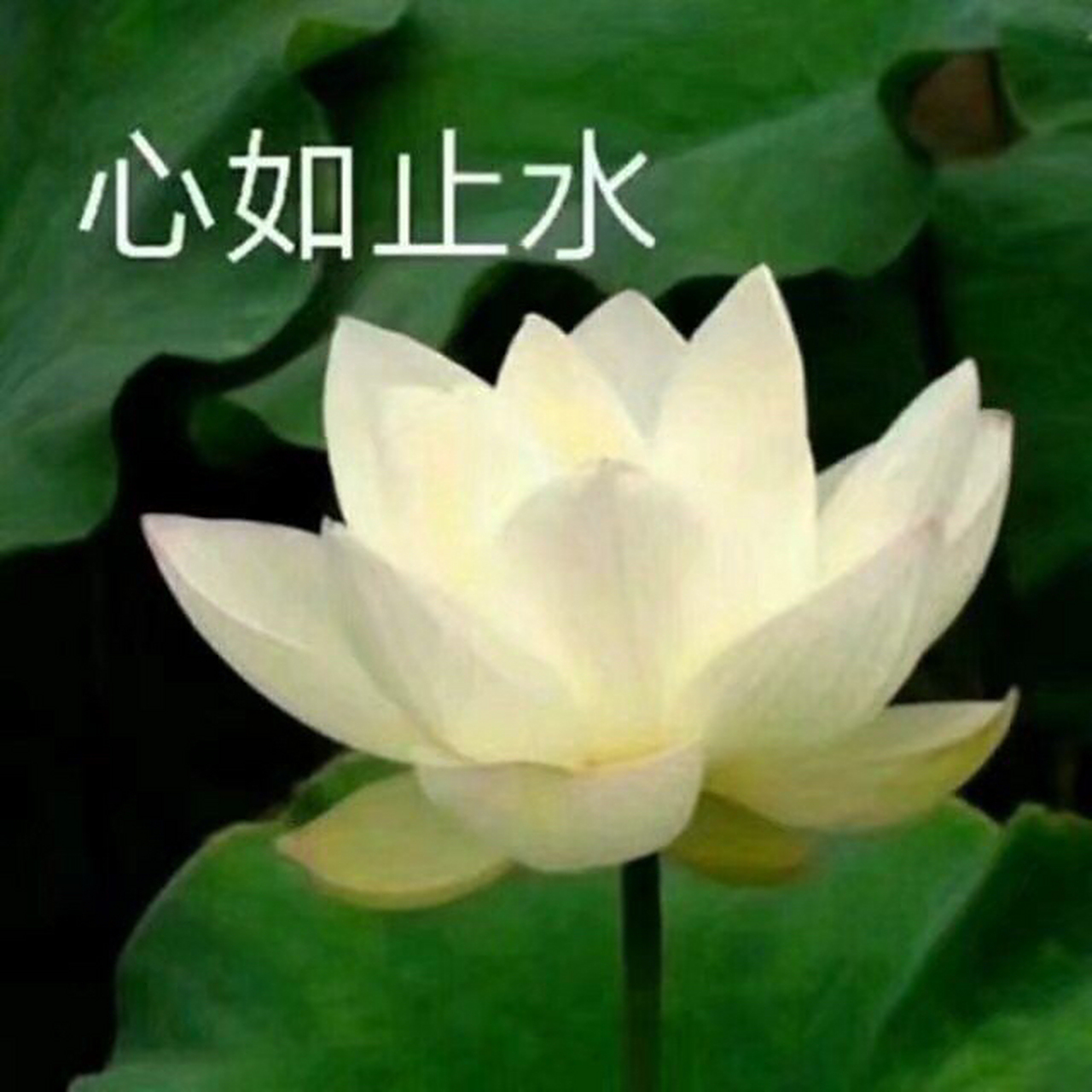 荷花莲花系列佛系头像-宁静致远 笑对人生 佛系人生.拿图请评论留言.