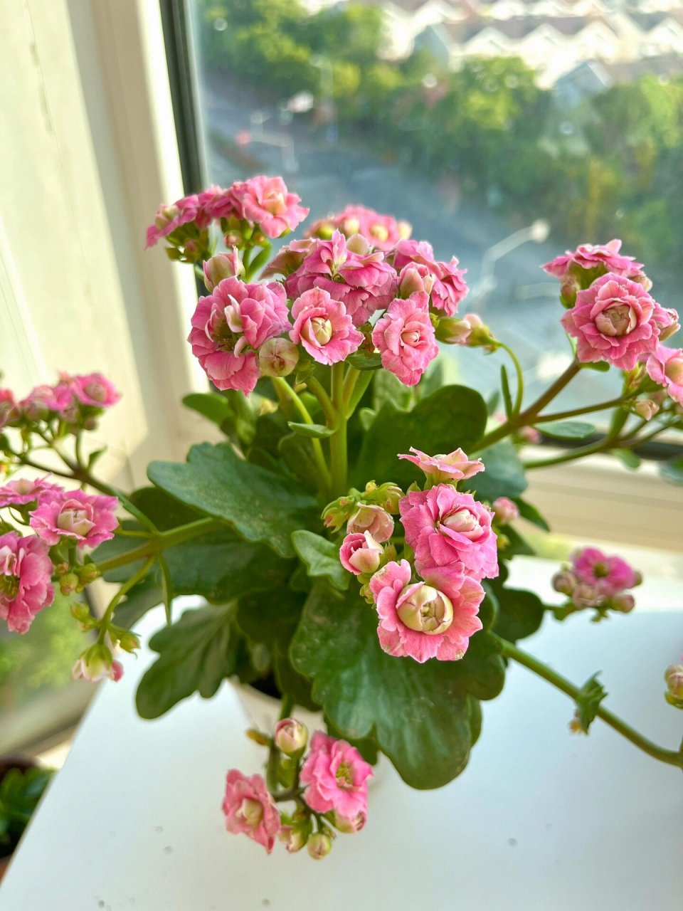 长寿花(52)粉巴黎 花期长,颜值高的一款