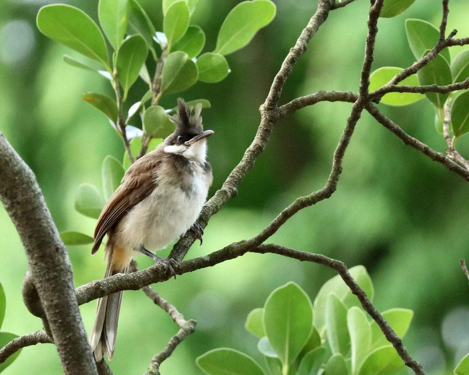 天河公园打鸟之白耳鹎. 又一常见的小精灵