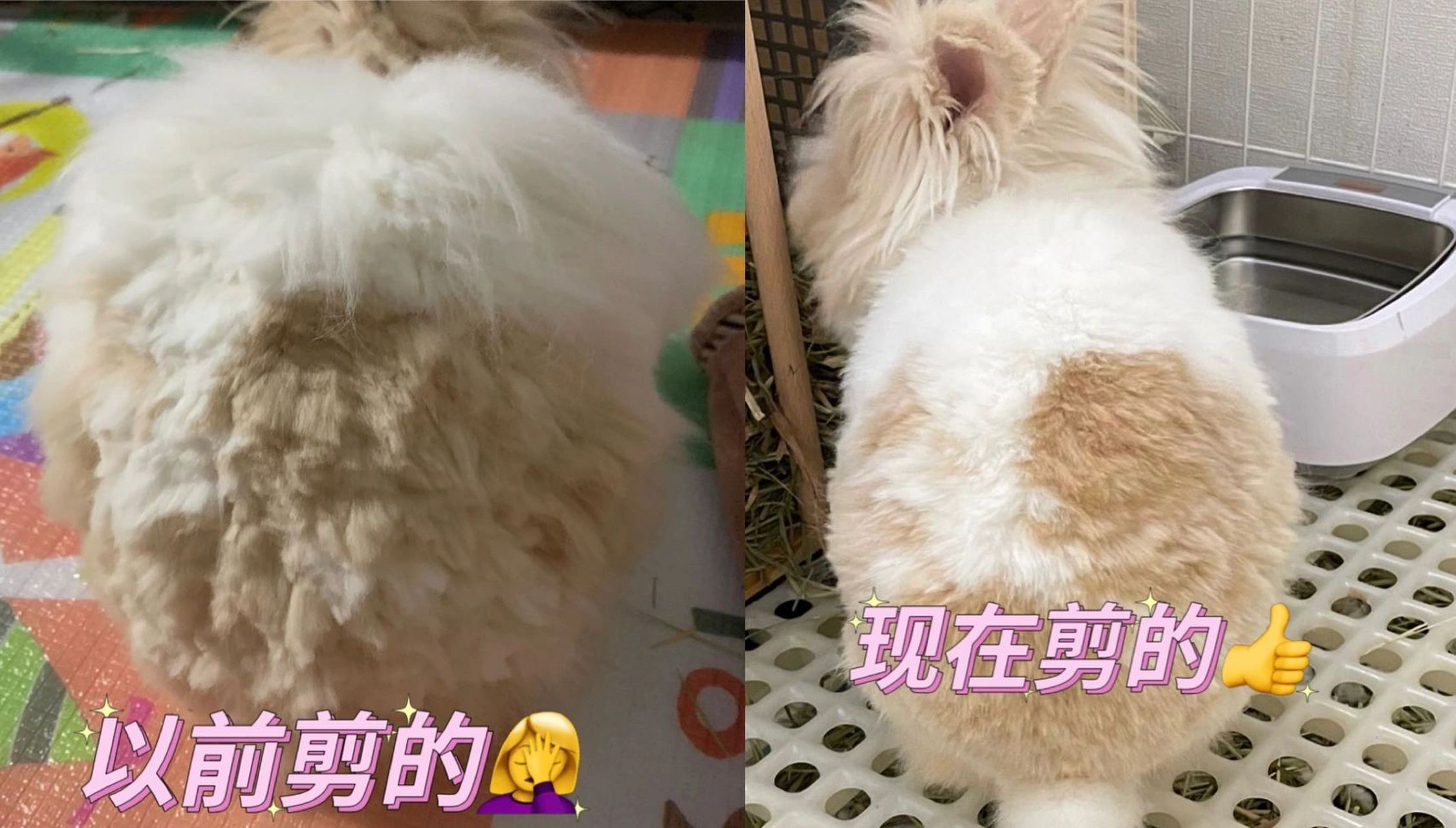 猫猫兔剪毛教程 猫猫兔这种长毛兔的颜值和铲屎官的修毛技术有非常大
