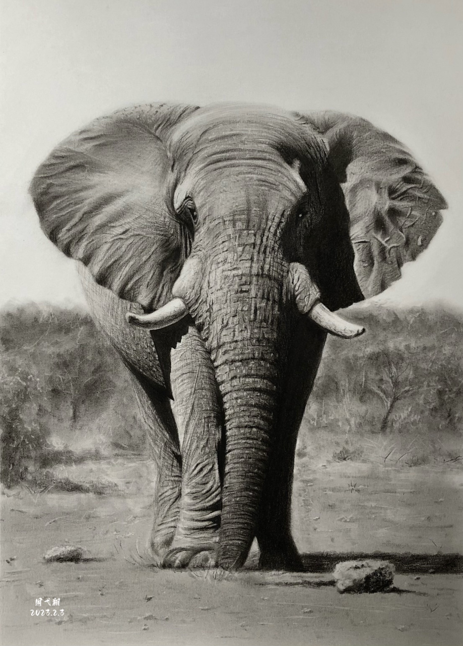 大象正面素描图片