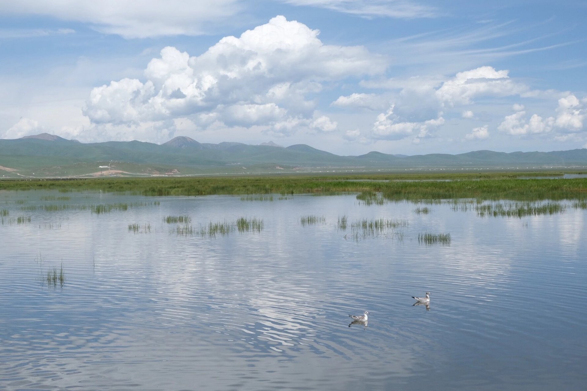 有点坑的若尔盖花湖 99门票:9075(德阳人免门票) 观光车:9035