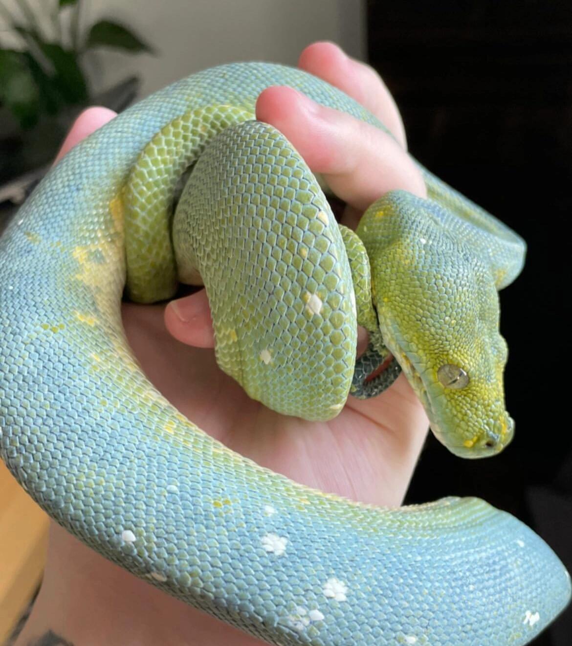 今天是颜色超梦幻的绿树蟒‼️