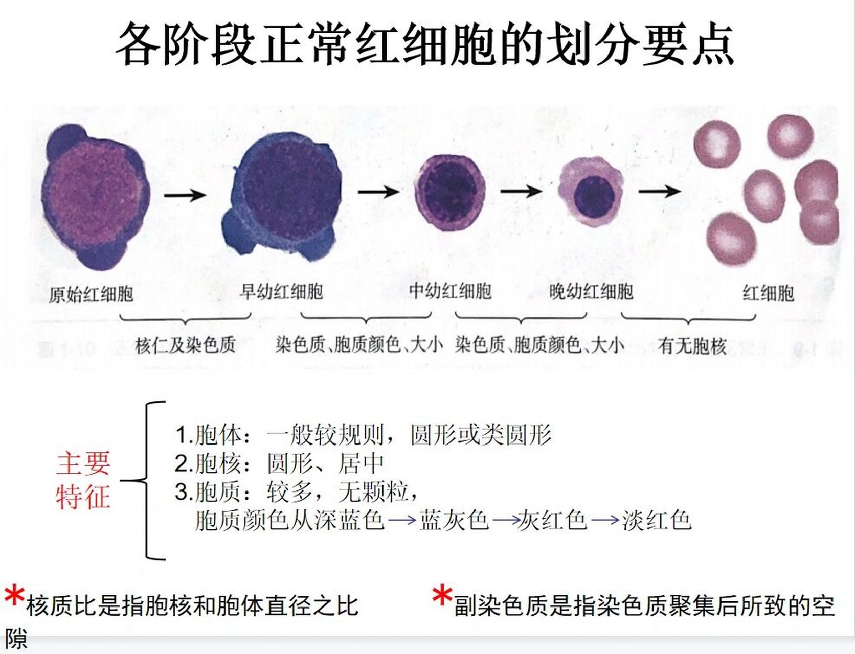 晚幼红细胞红蓝铅笔图图片