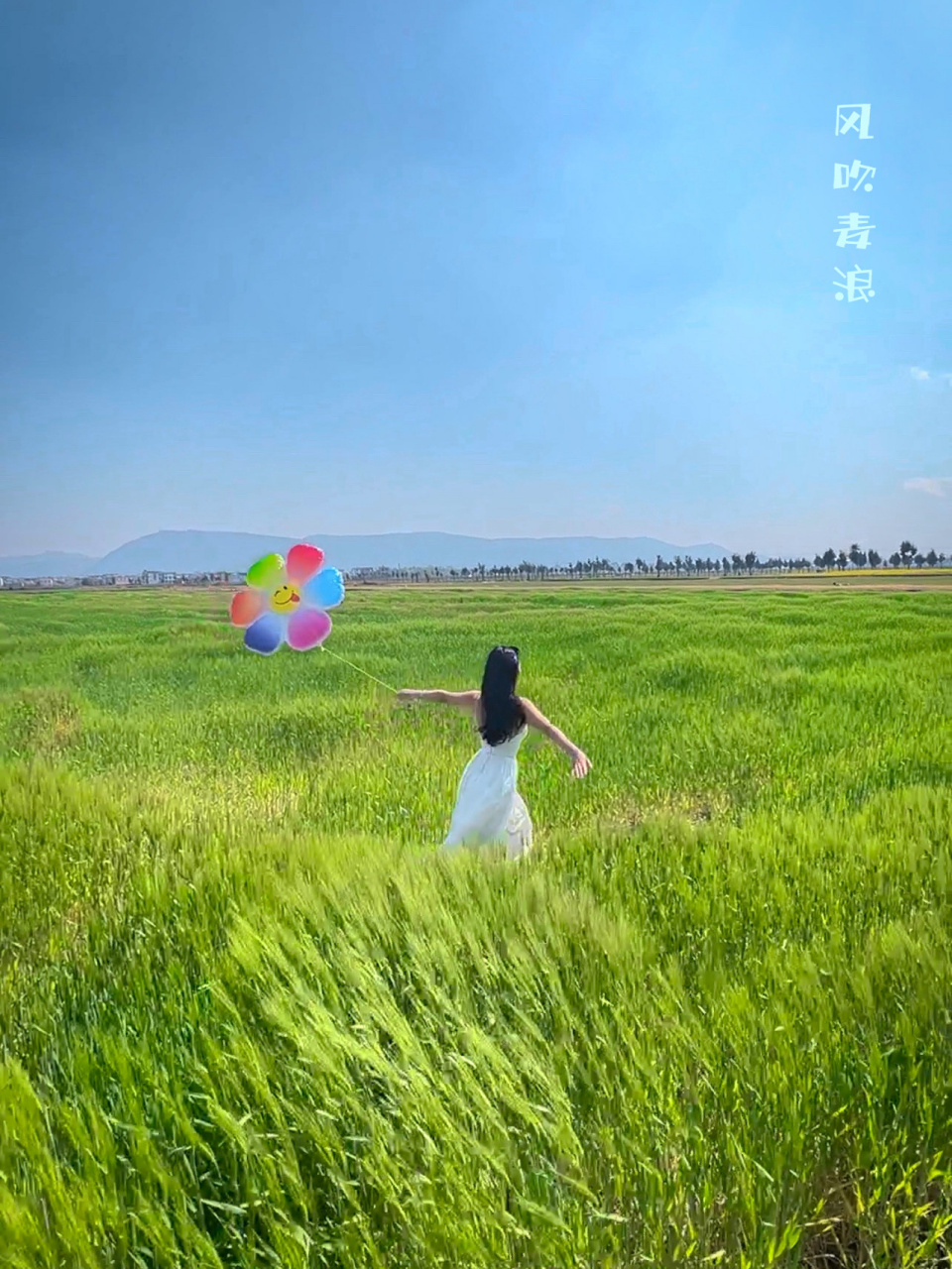 大理喜洲·风吹麦浪90最佳拍摄机位分享91 图1-3是在珂里庄拍摄的