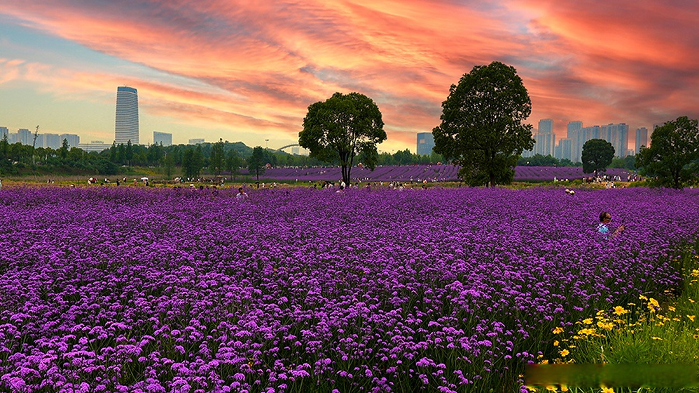 武汉光谷的网红花海—— 柳叶马鞭草花海盛放!
