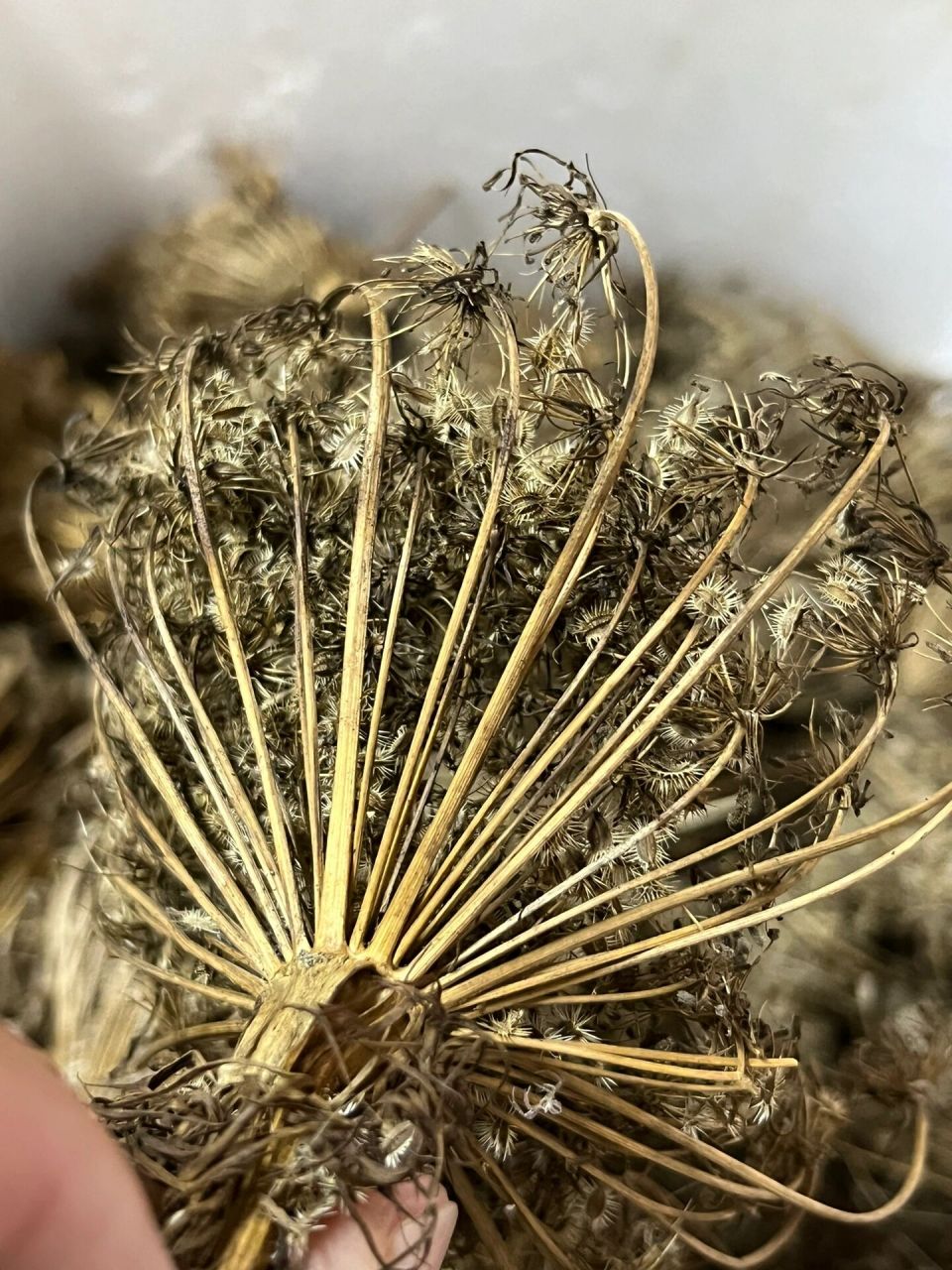 搓黄色胡萝卜种子09,自留种的辛苦与乐趣