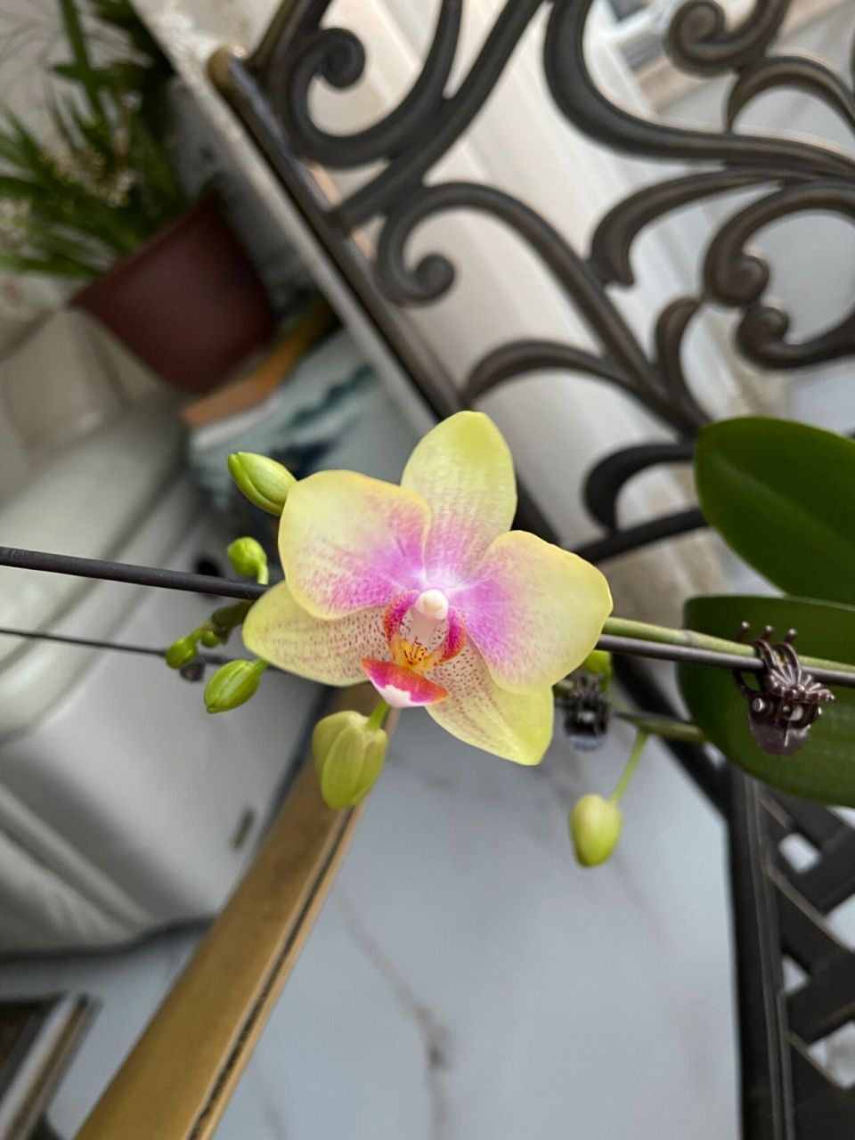 蝴蝶兰-圣诞树 2023.1.