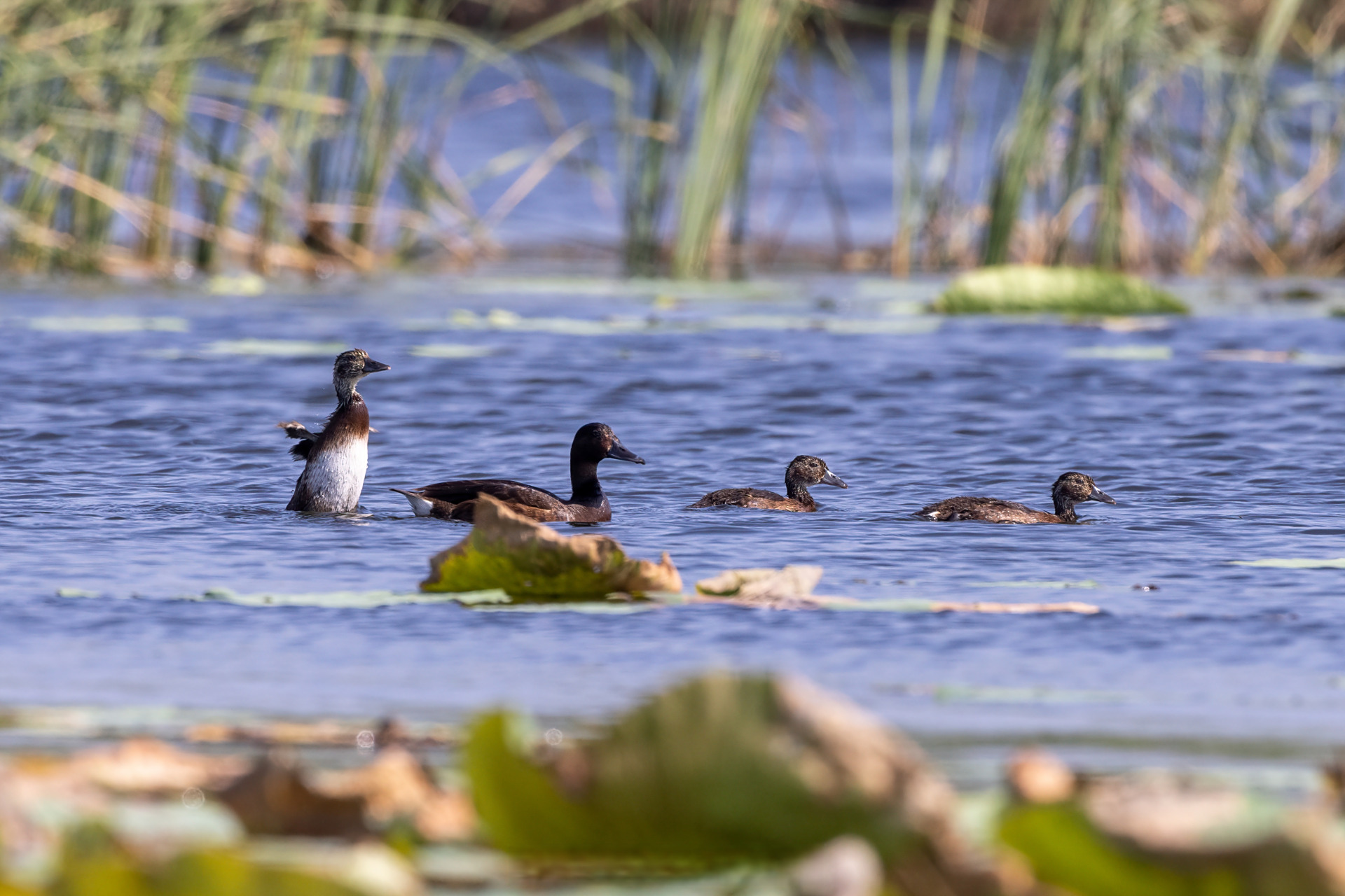 淀区水质逐年向好,这也吸引来一大批野生鸟类"打卡"白洋淀,其中有一位