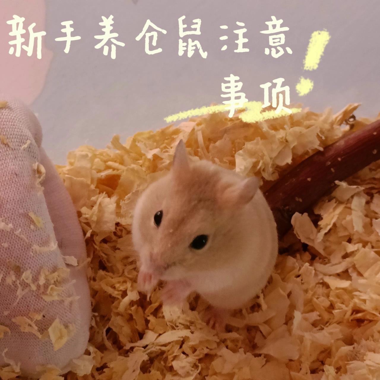 仓鼠必须要了解的知识7215 洗澡07 冬天743天洗一次(浴沙两个
