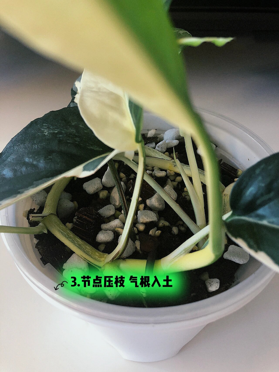 白锦麒麟尾小苗 新手养成 非常顽强的宝藏锦化品种.