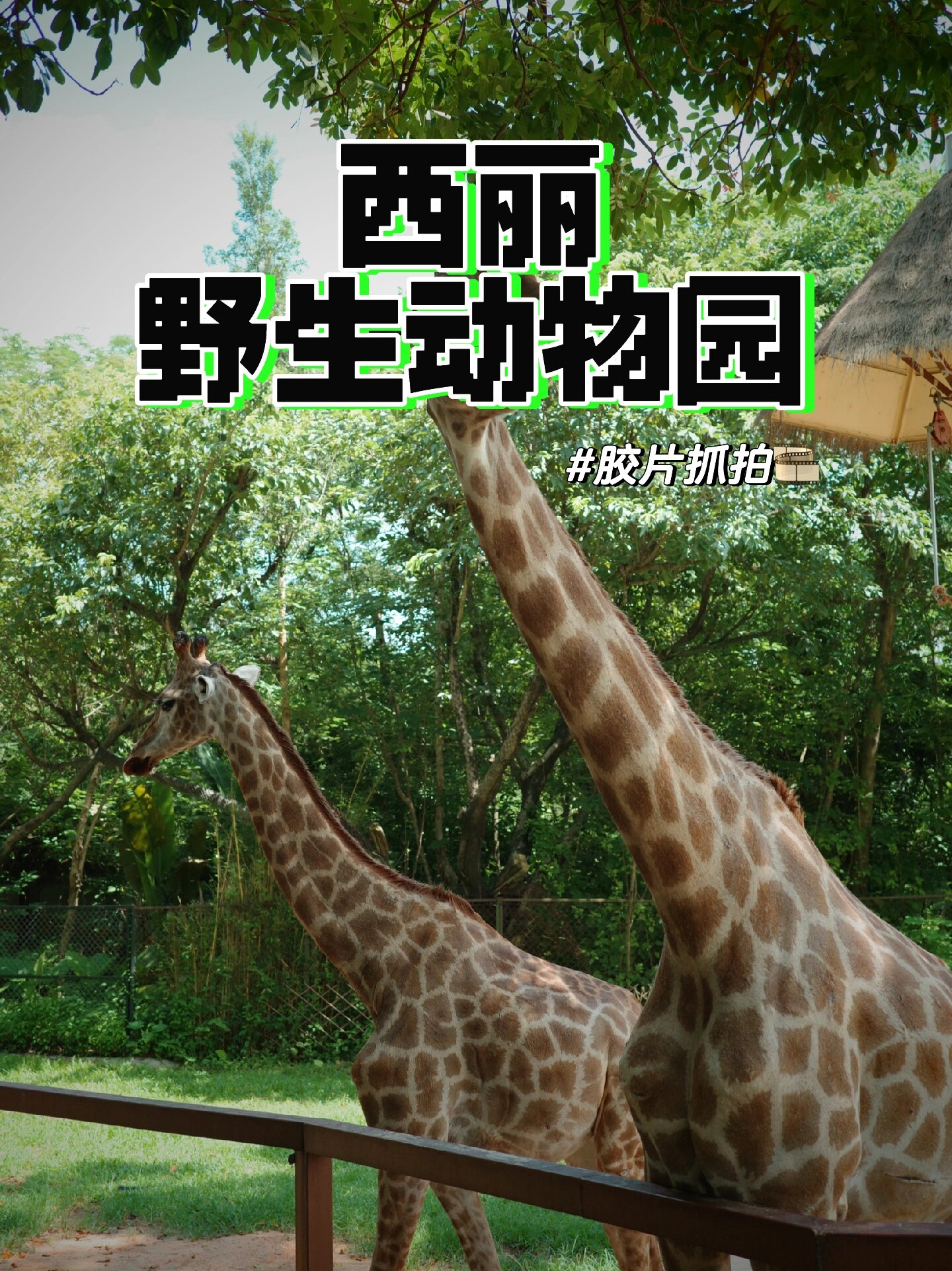深圳西丽野生动物园 值不值得去?