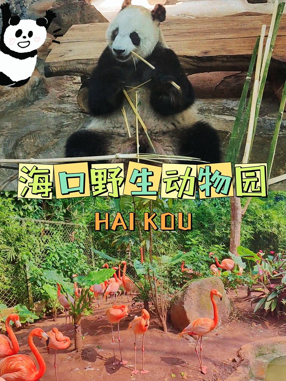 海口野生动物园超全攻略|熊猫贡贡舜舜 99景区地址:中国·海南省