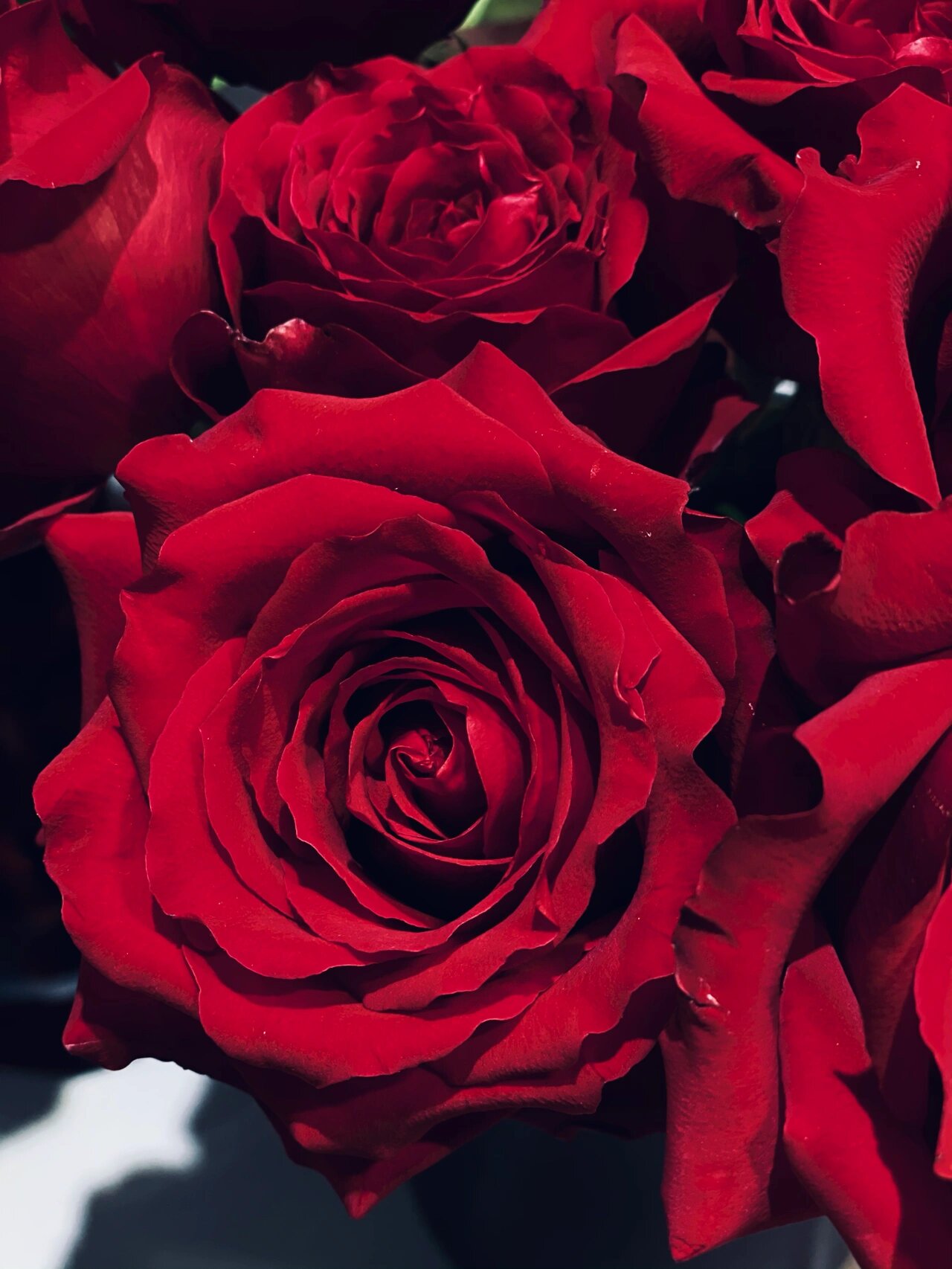 法兰西玫瑰(法国红) 又是一款称得上红色玫瑰中可以得满分的品种了