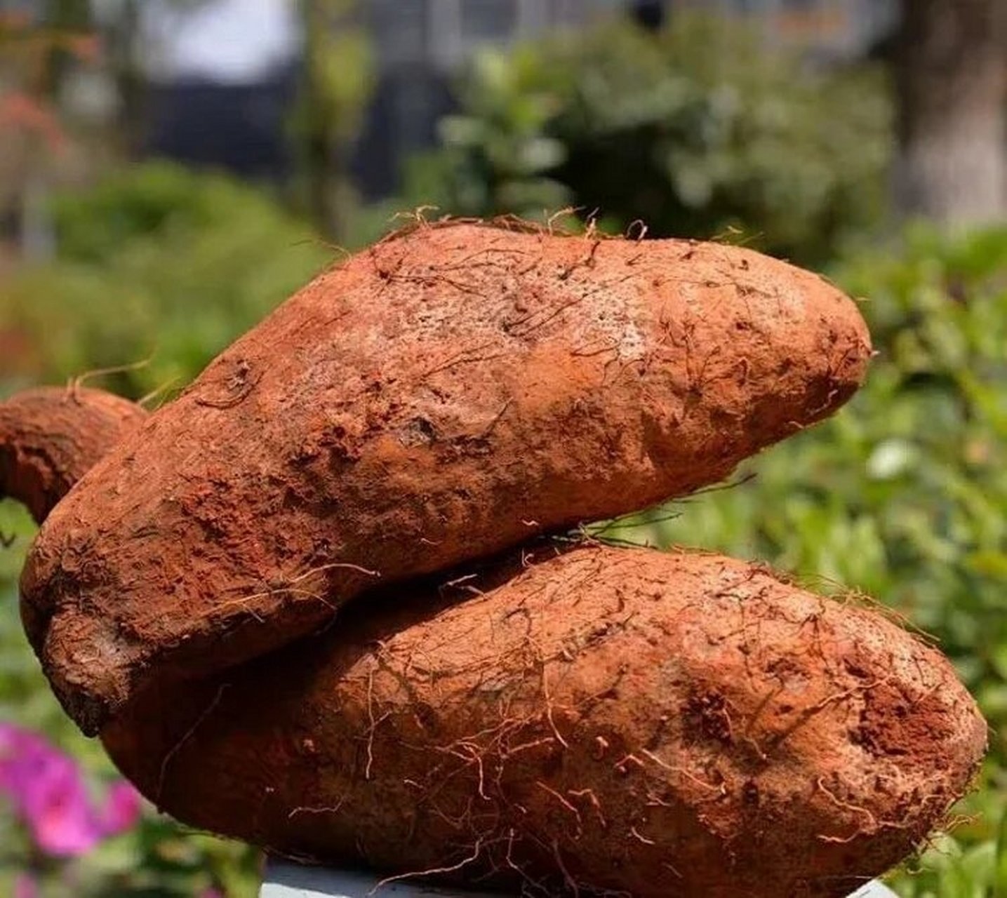 云南金城秤砣山药 金秤砣山药(红土山药)是我国云南红甸乡独有的品种