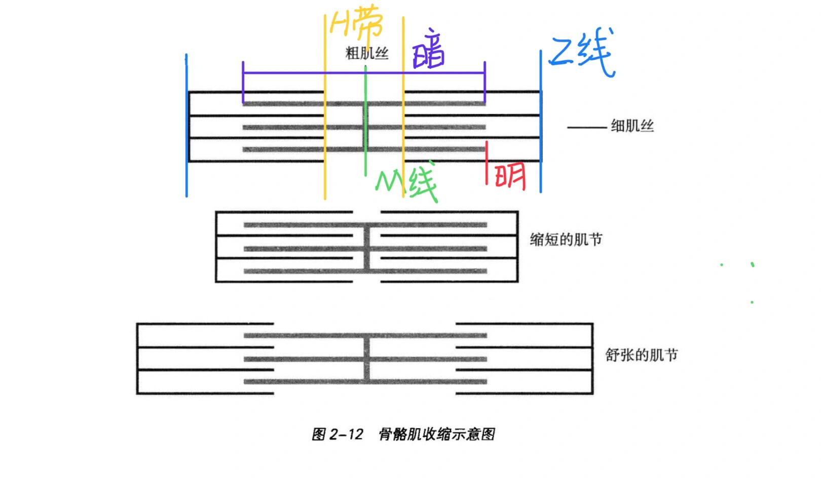 肌梭结构图片