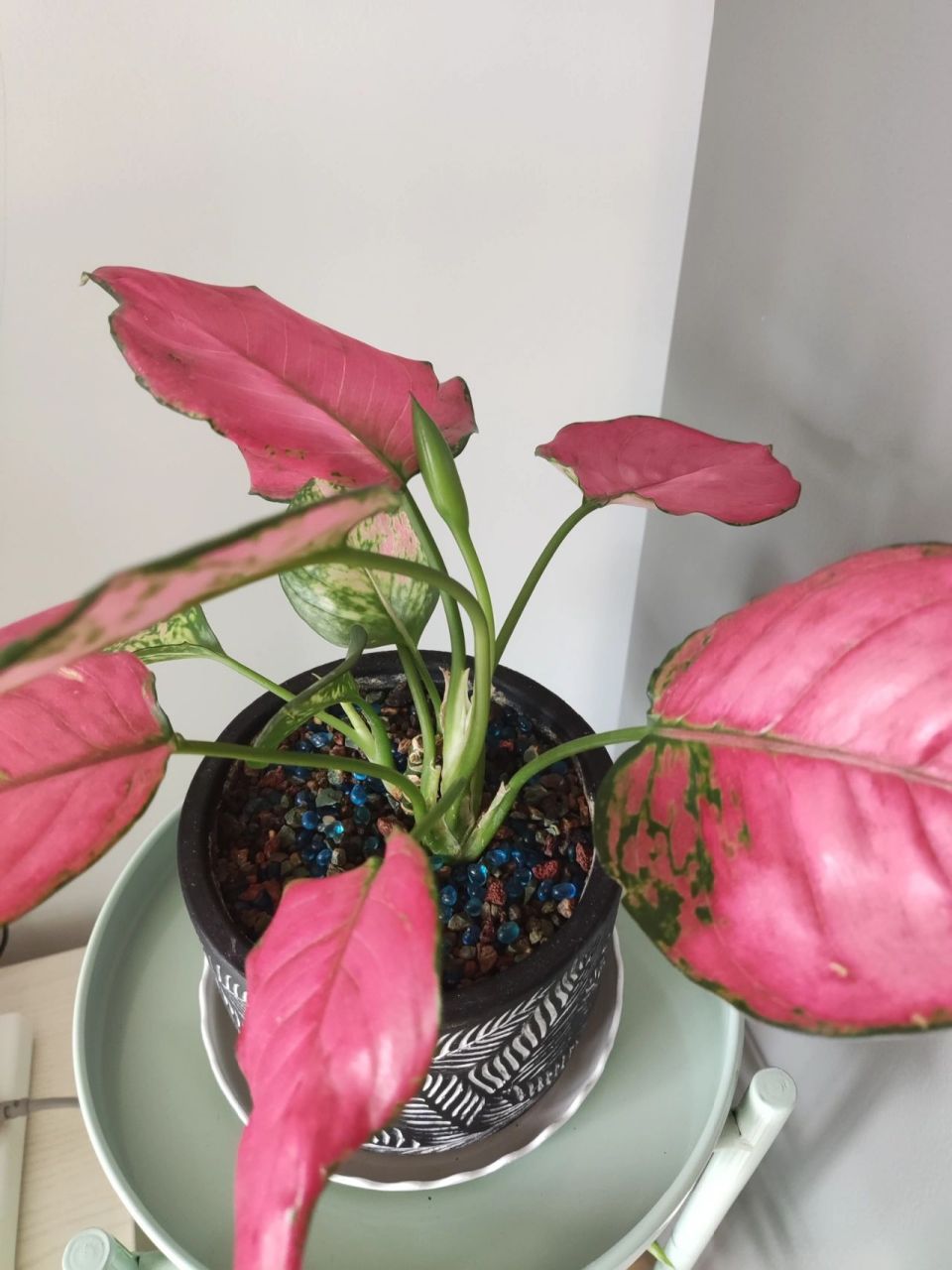 吉利红开花啦! 吉利红开花啦!