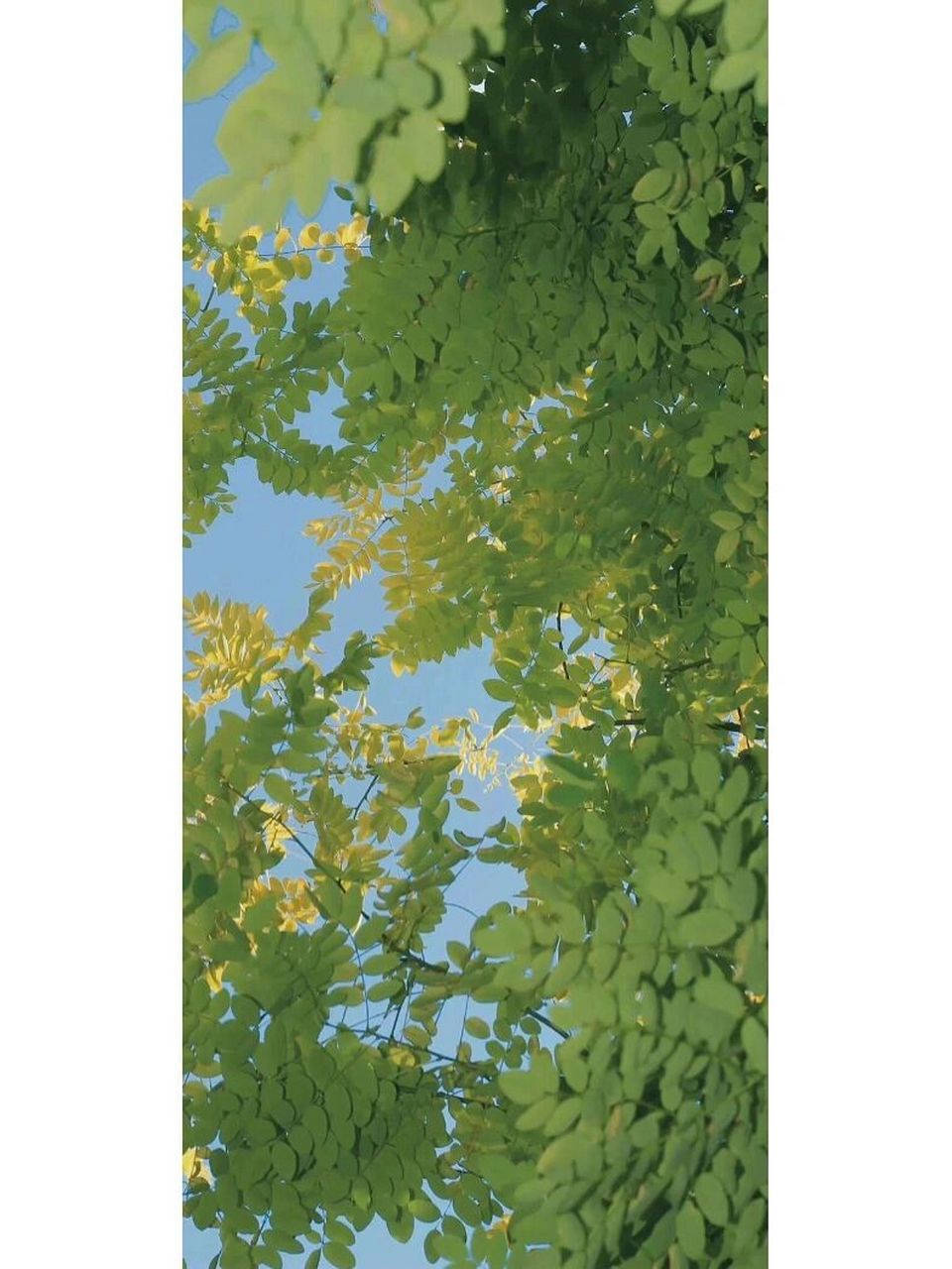 绿色小清新壁纸图片(上篇)    好看头像分享