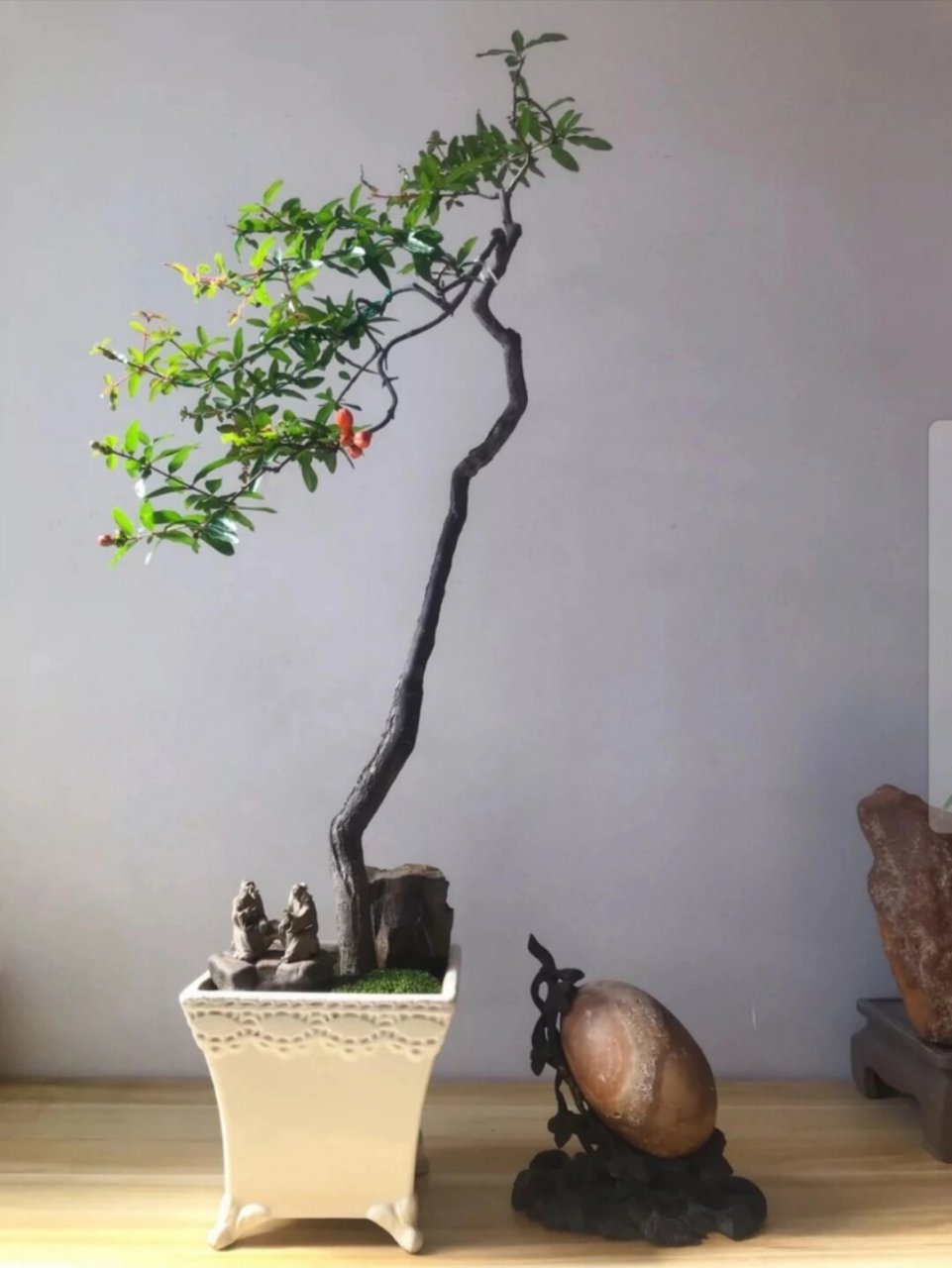 石榴树文人盆景 小叶石榴盆景,文人迎客.盆龄十五年.