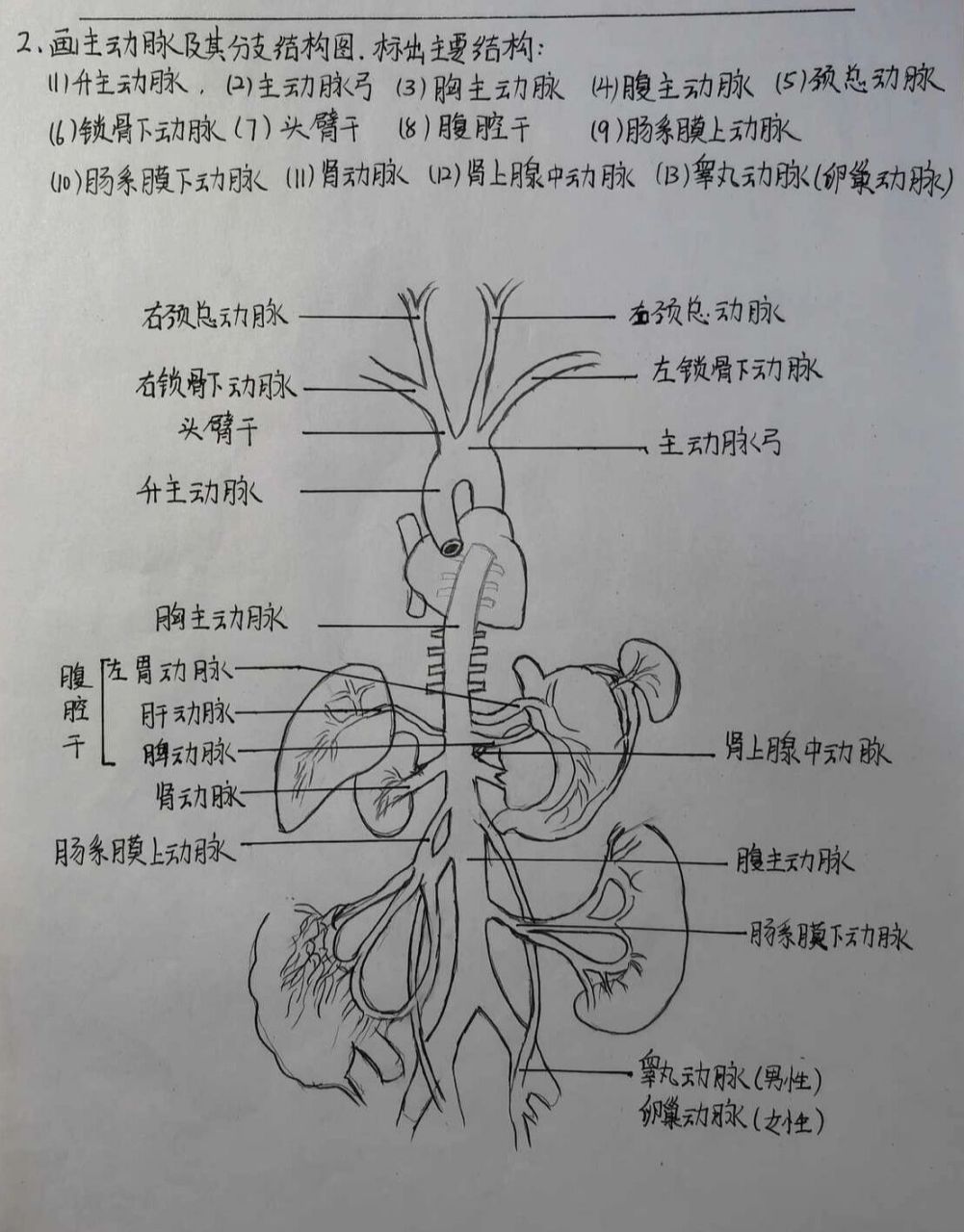 主动脉及其分支结构图