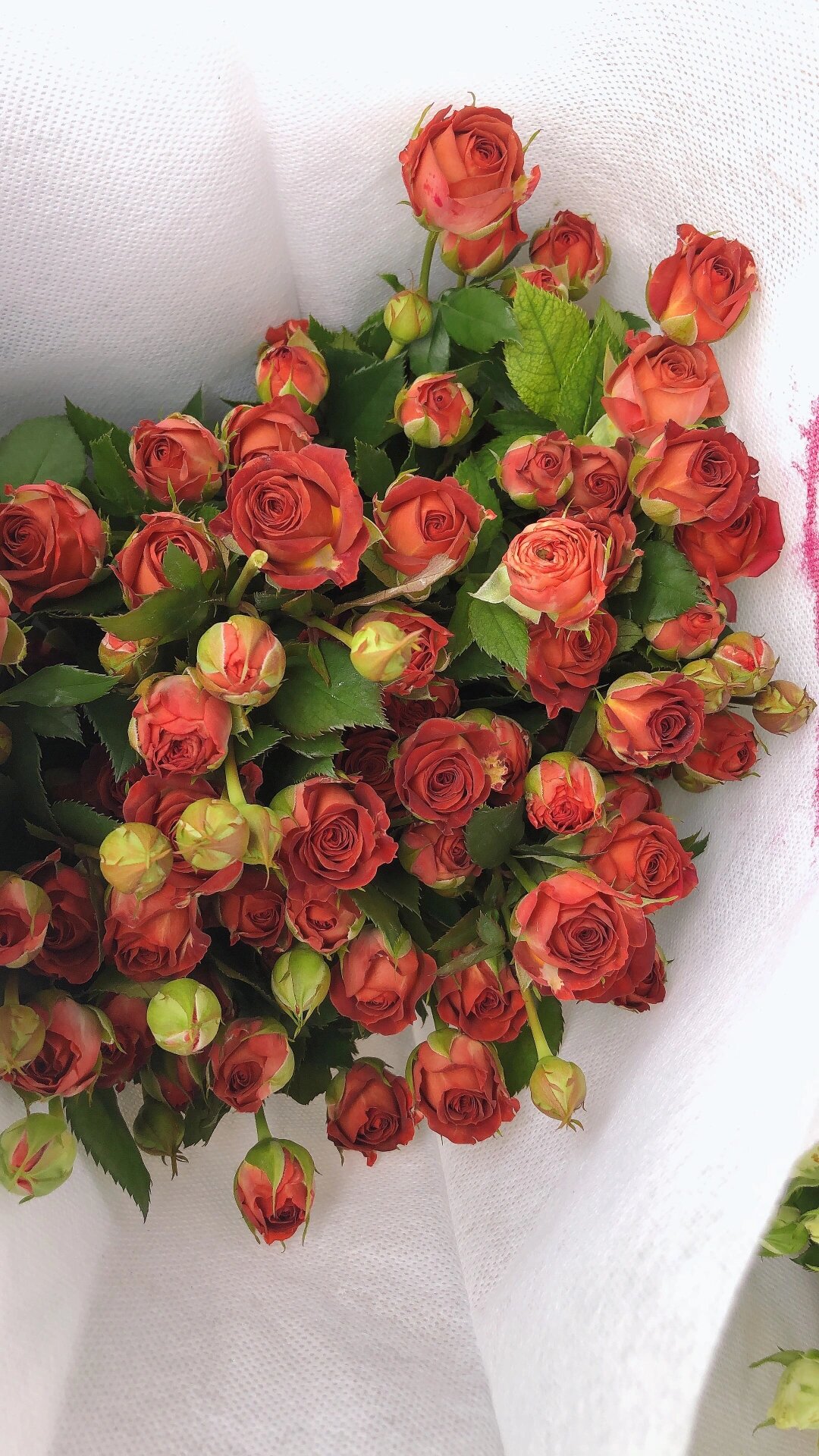 浪漫快要溢出来了巧克力多头玫瑰