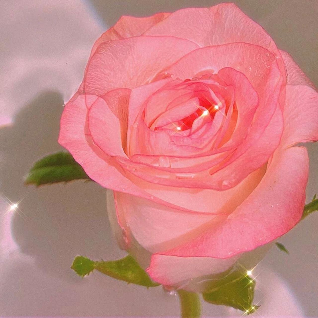 粉玫瑰唯美图片